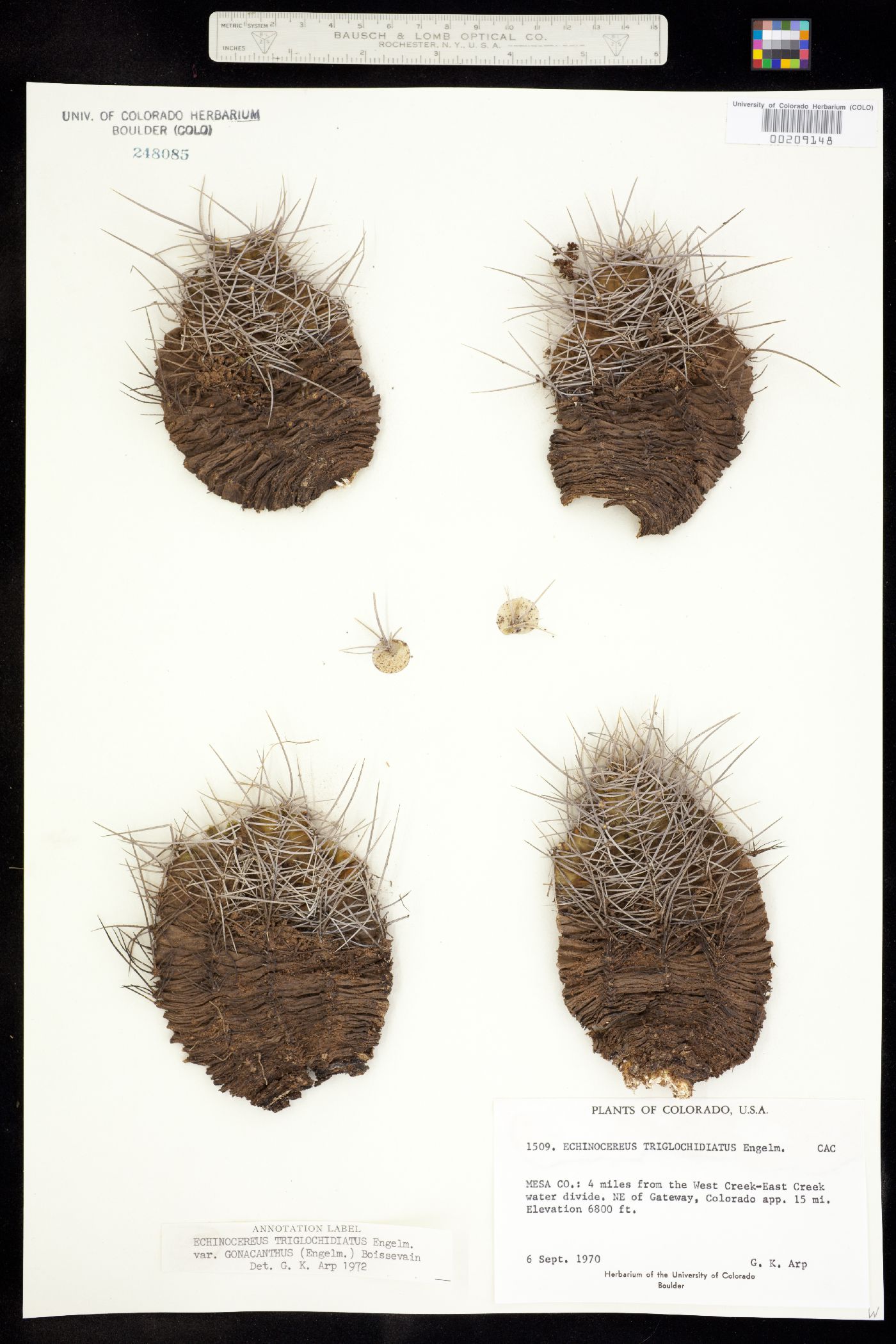 Echinocereus triglochidiatus image