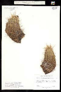 Echinocereus triglochidiatus image