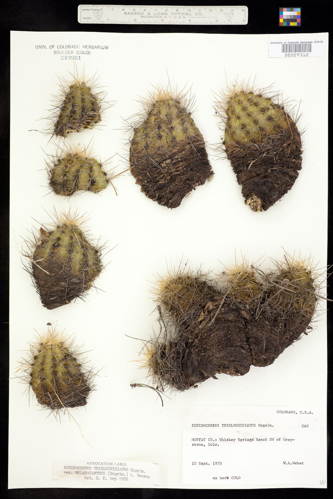 Echinocereus coccineus ssp. coccineus image