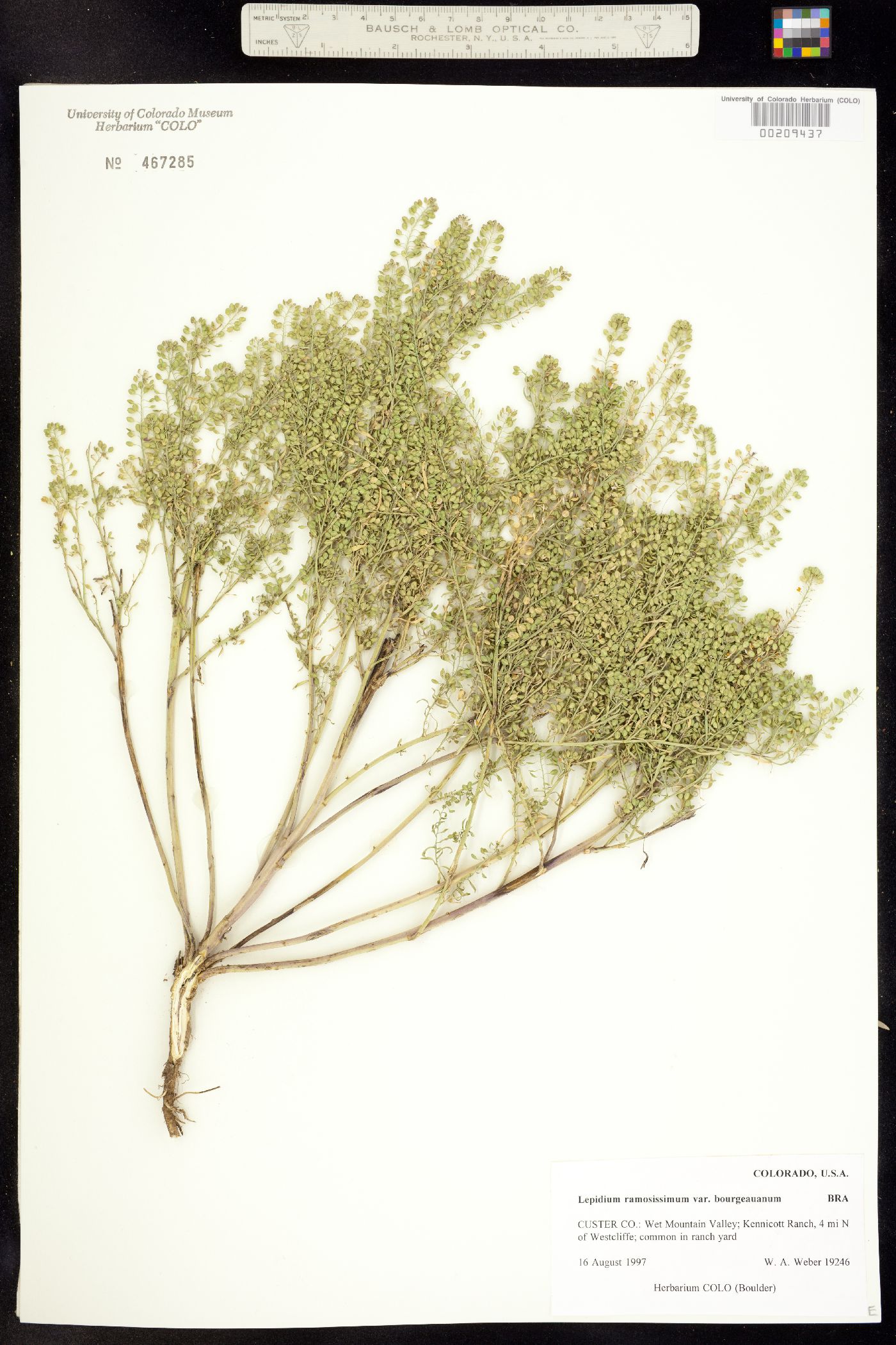 Lepidium ramosissimum image