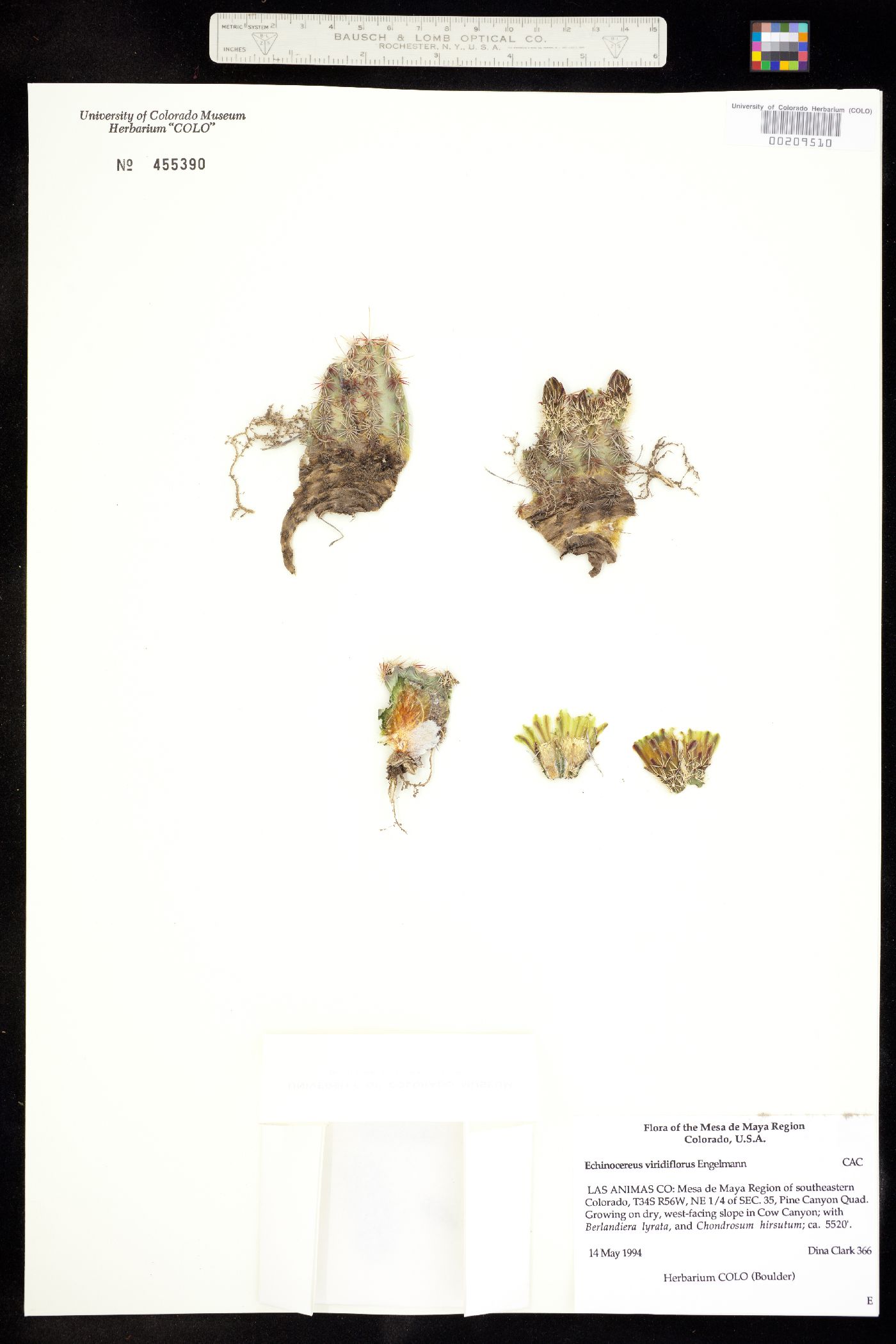 Echinocereus viridiflorus image