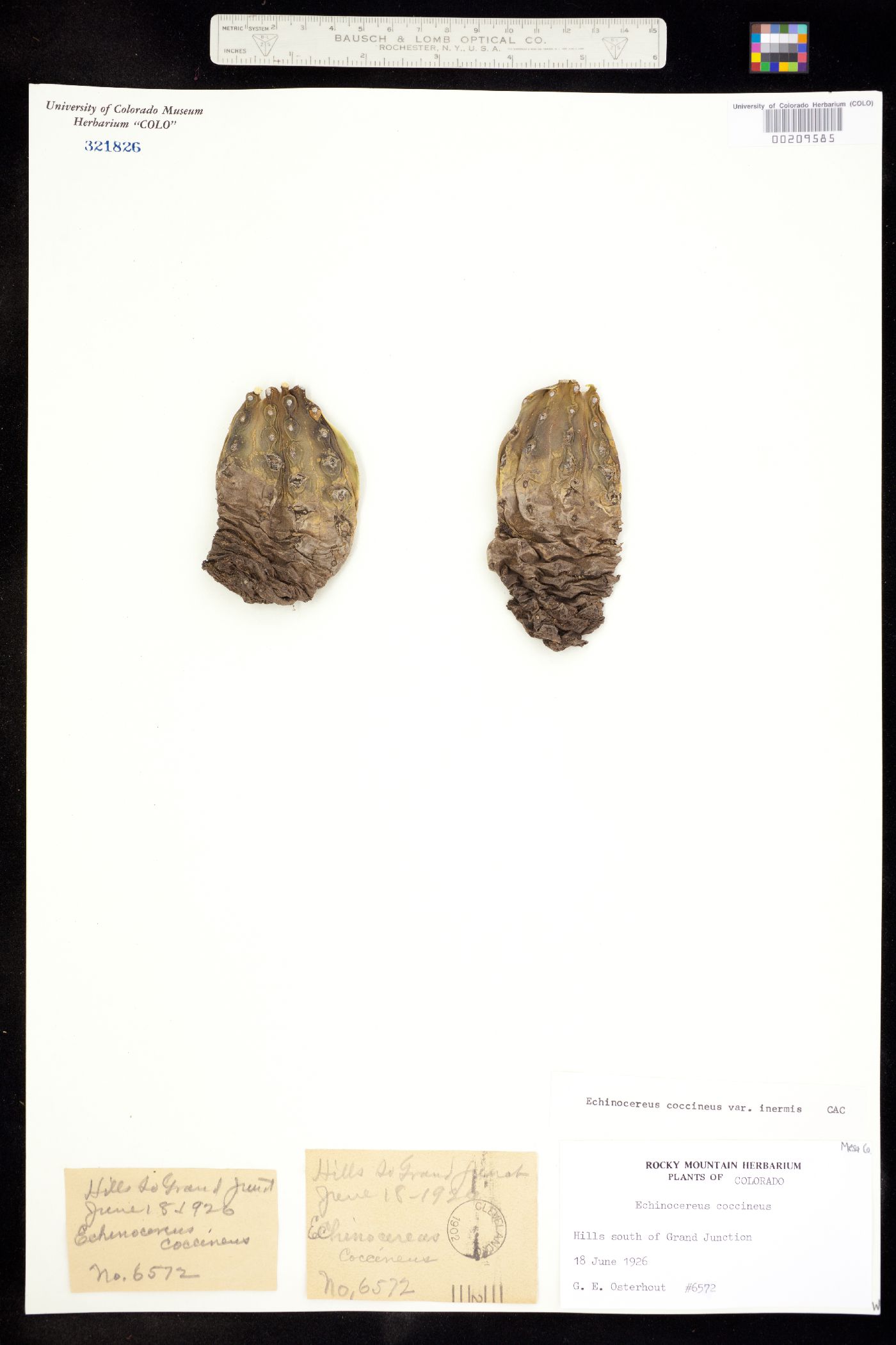 Echinocereus triglochidiatus image