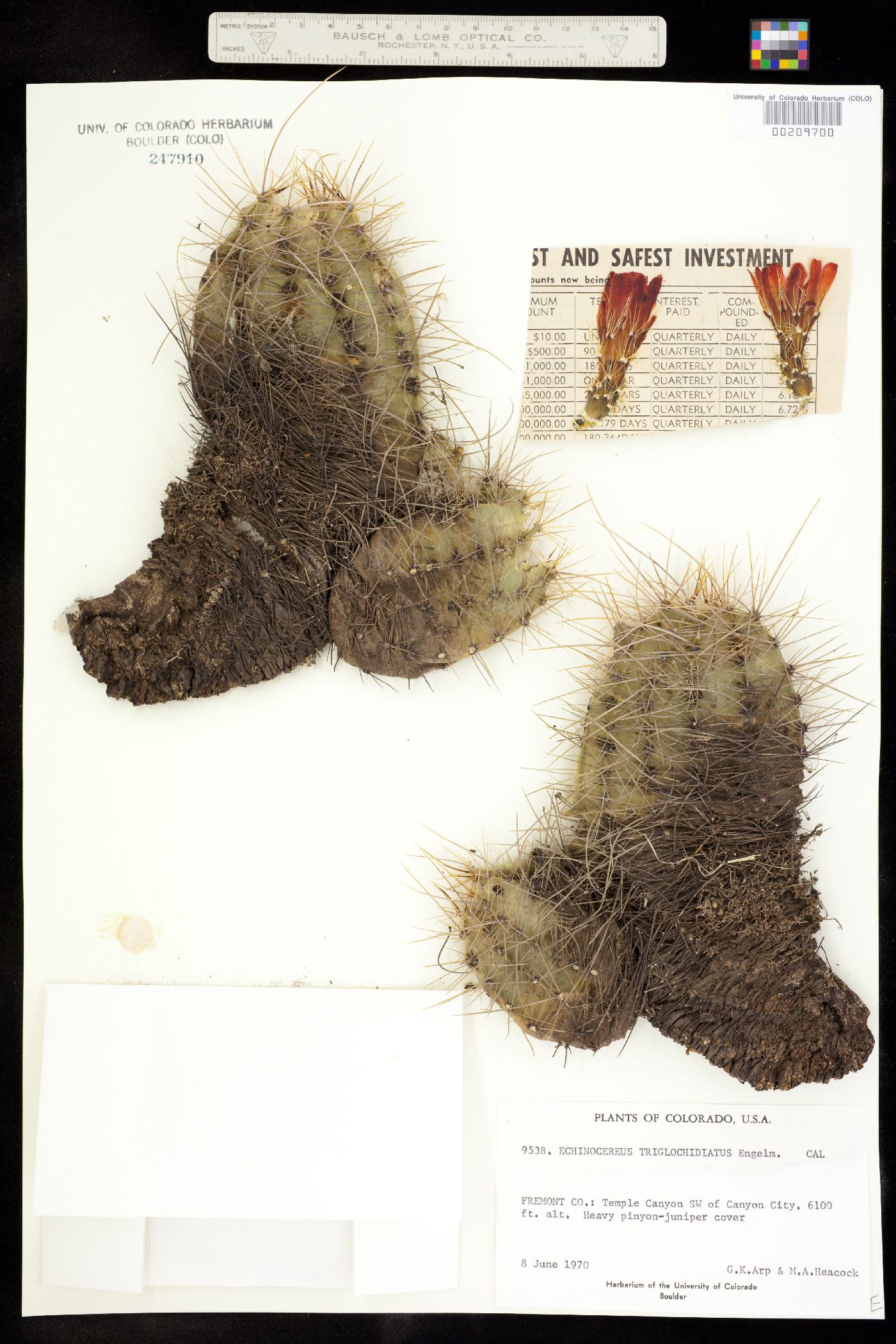 Echinocereus triglochidiatus image