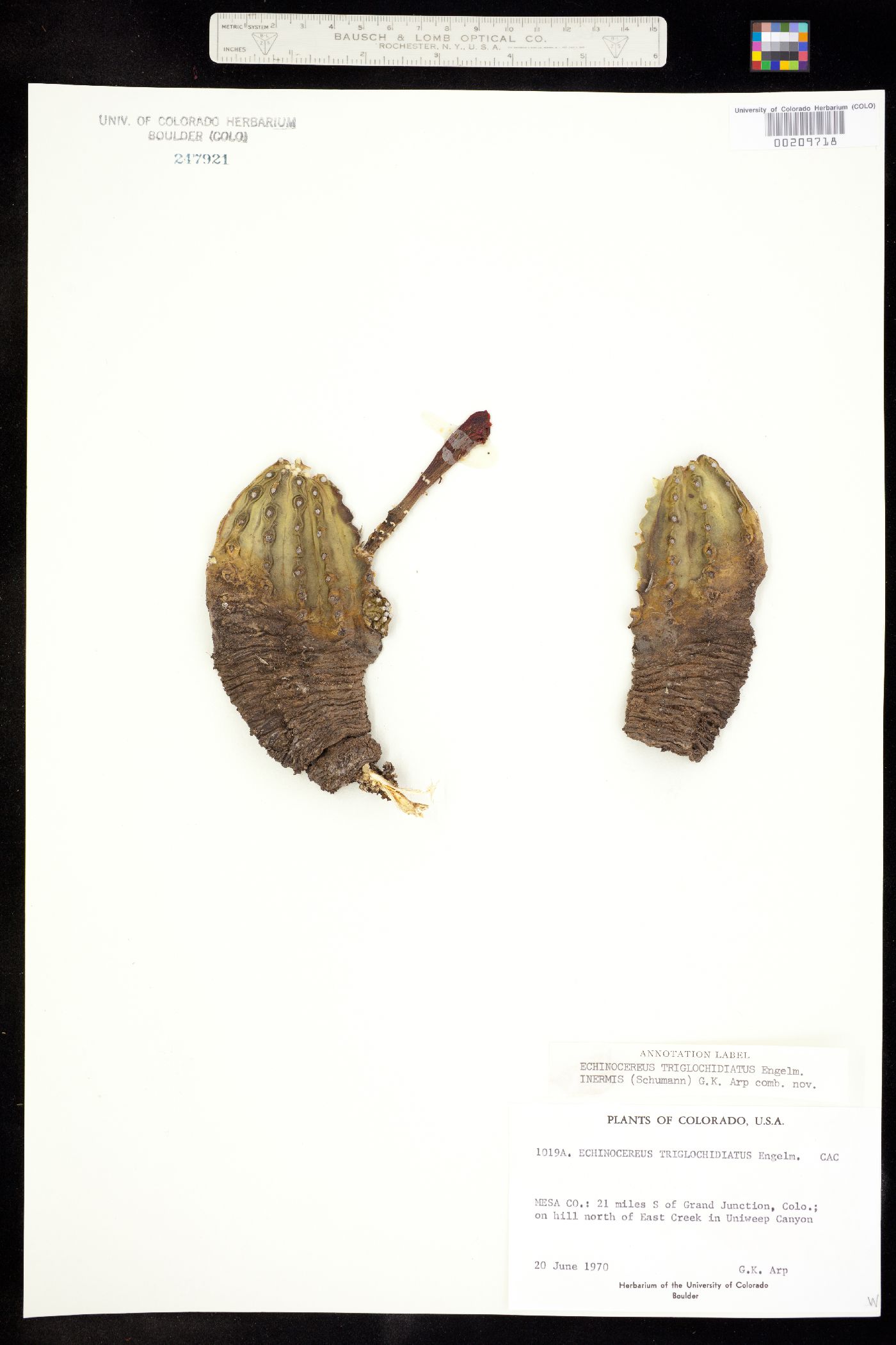 Echinocereus image