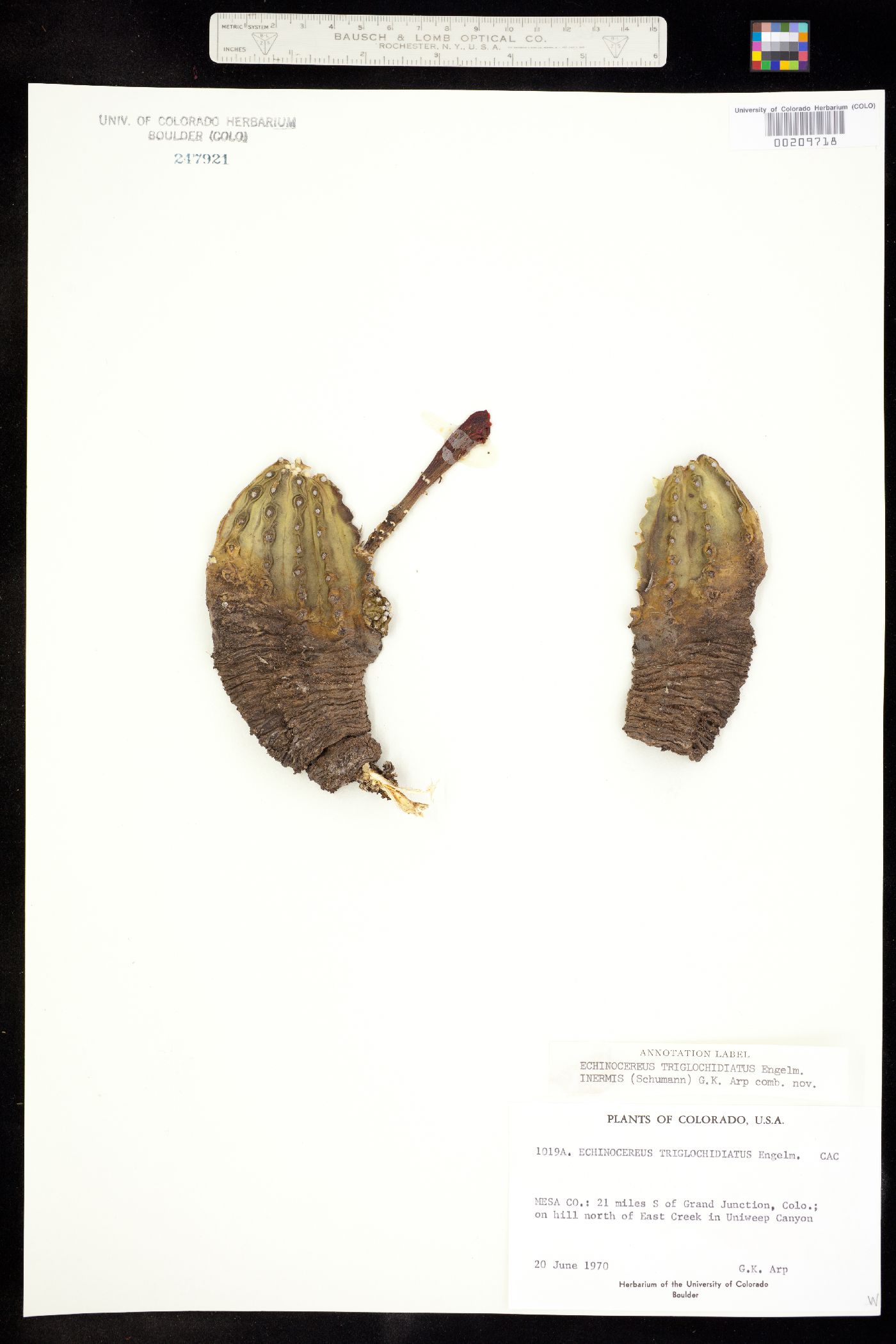 Echinocereus coccineus ssp. coccineus image