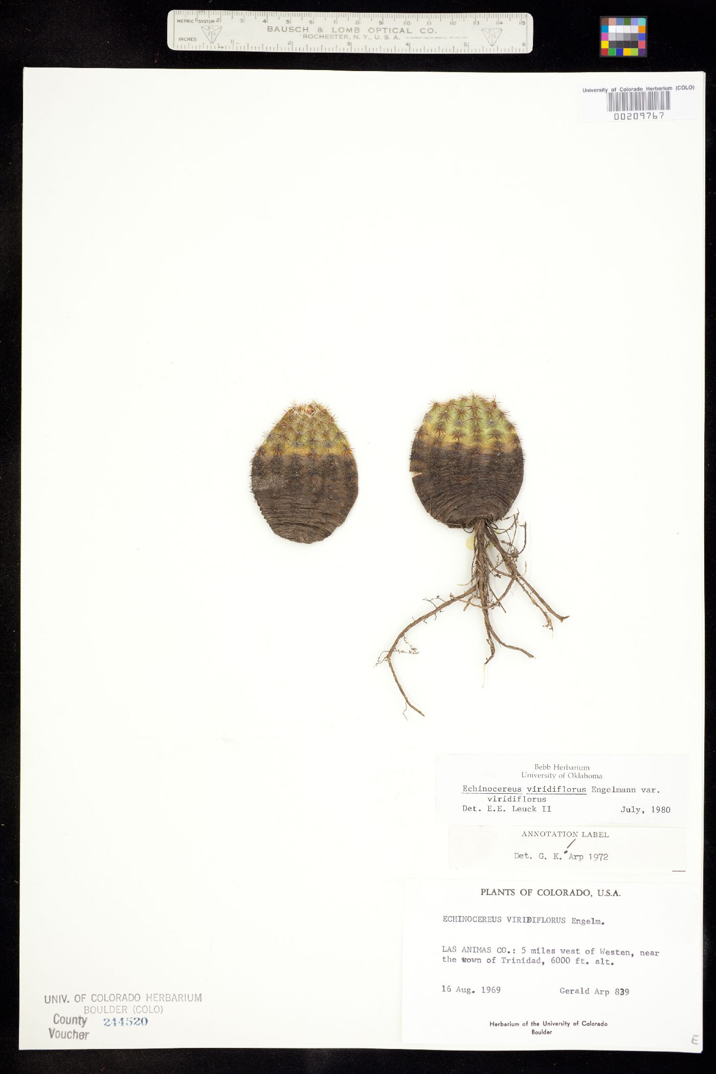 Echinocereus image