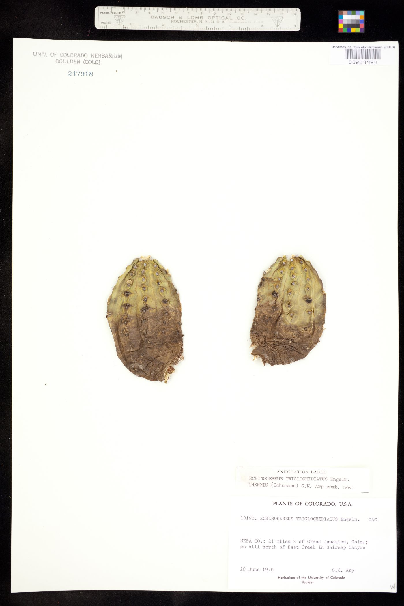 Echinocereus coccineus ssp. coccineus image