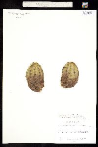 Image of Cereus phoeniceus