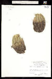 Echinocereus coccineus subsp. coccineus image