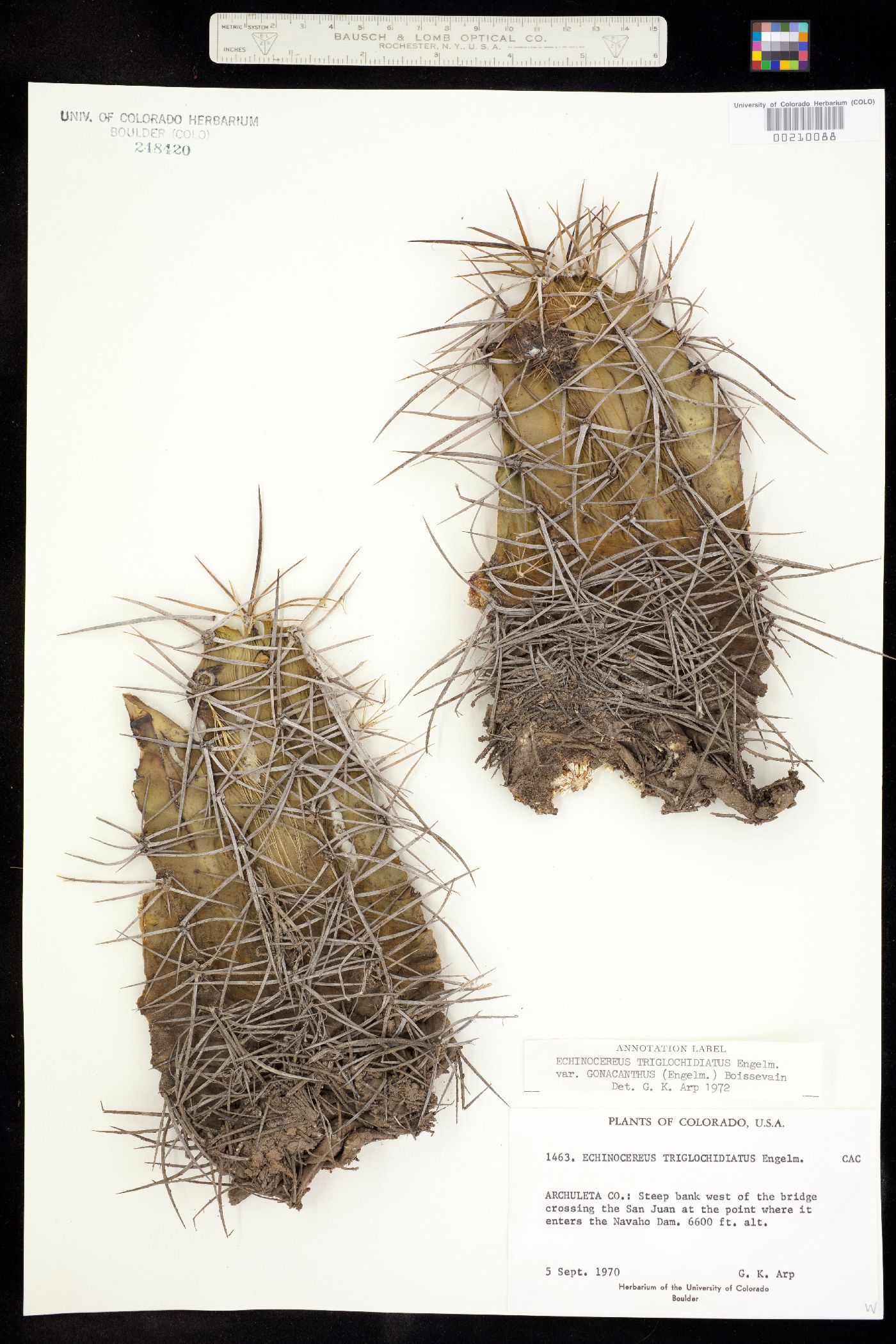 Echinocereus triglochidiatus subsp. triglochidiatus image