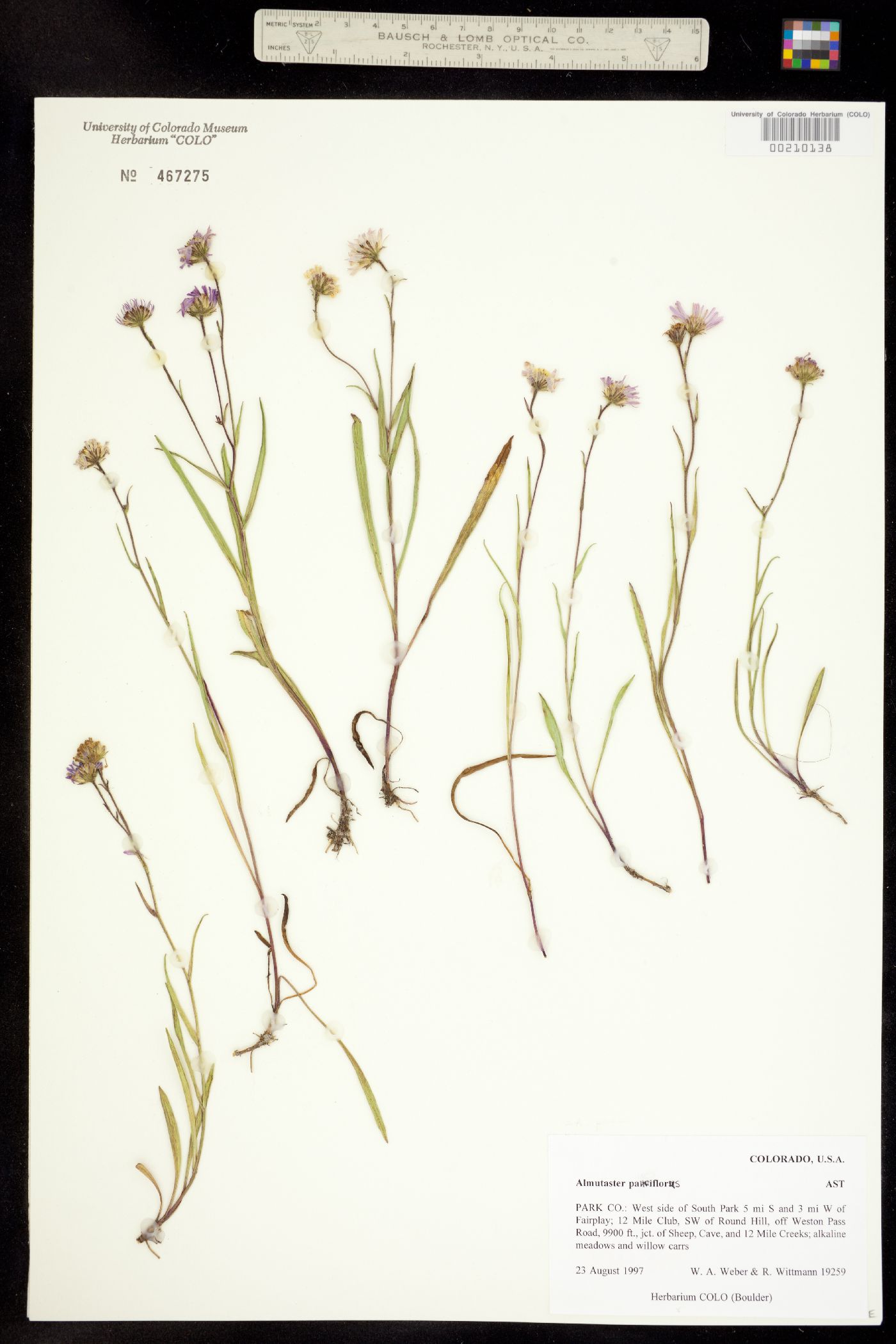 Almutaster pauciflorus image