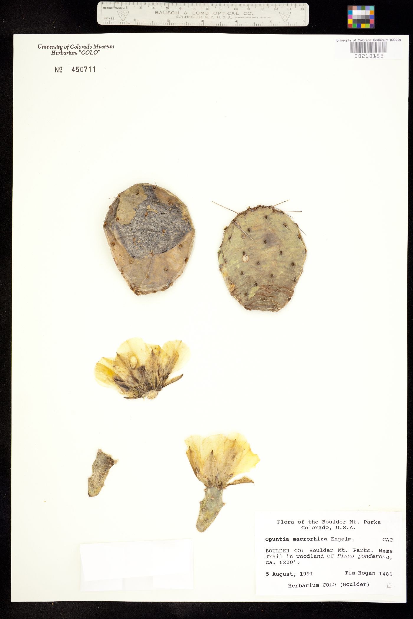 Opuntia macrorhiza image