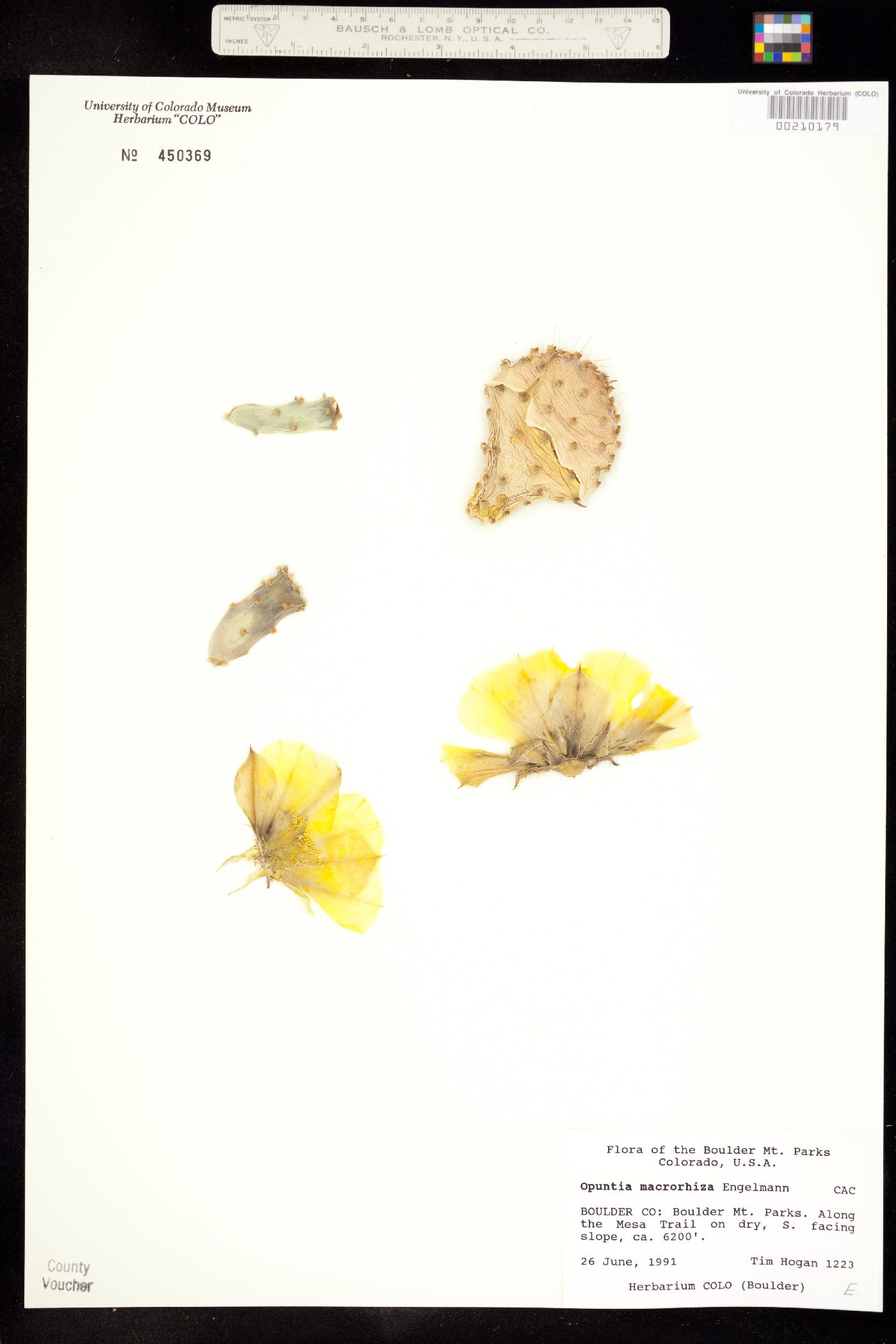 Opuntia image