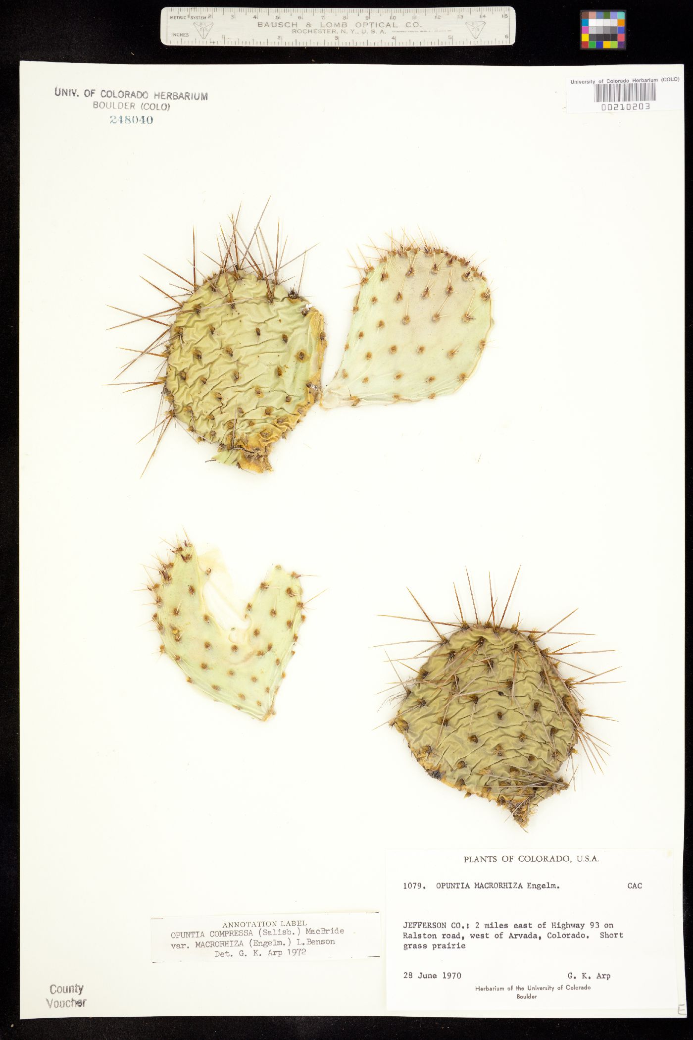 Opuntia macrorhiza image