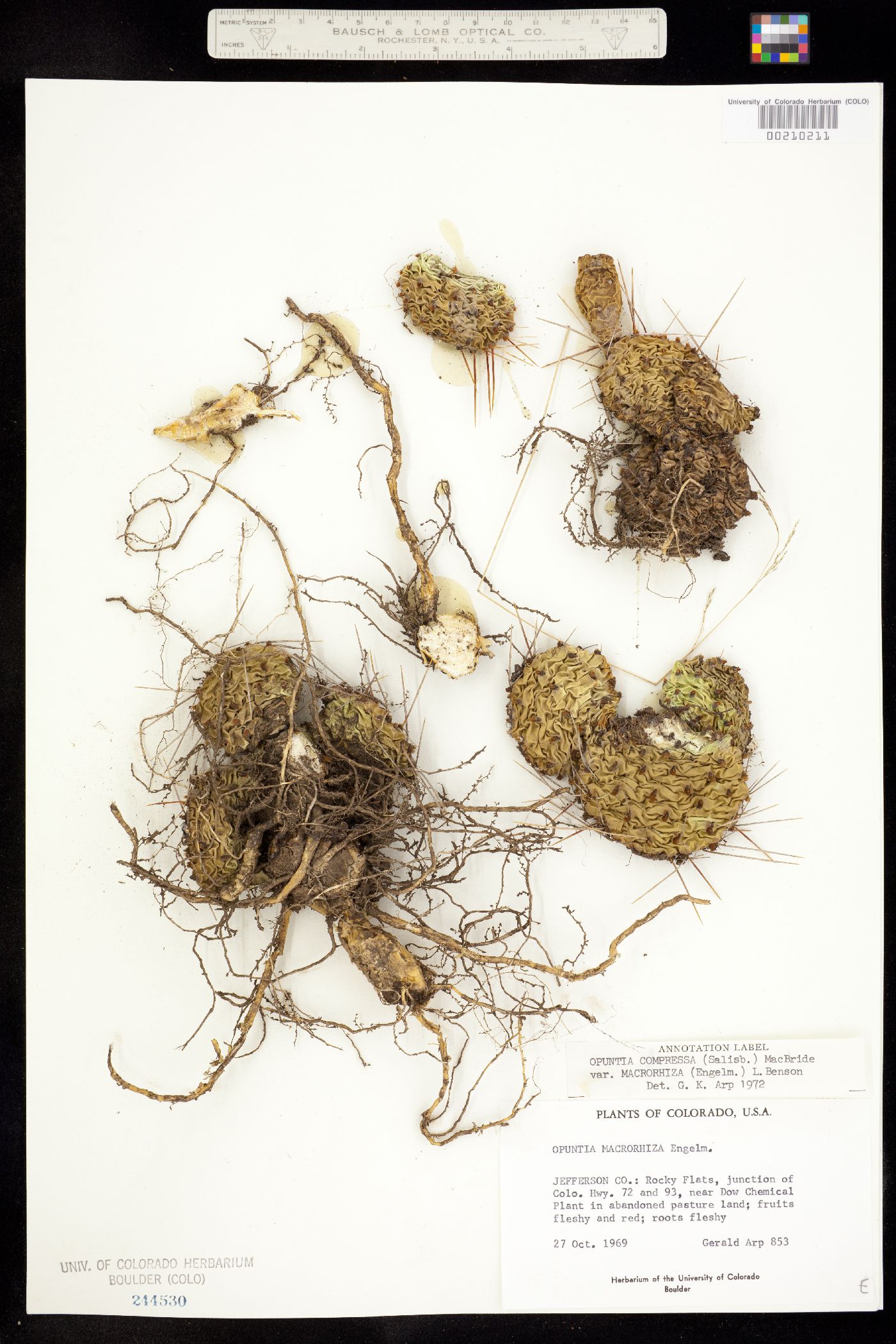 Opuntia image