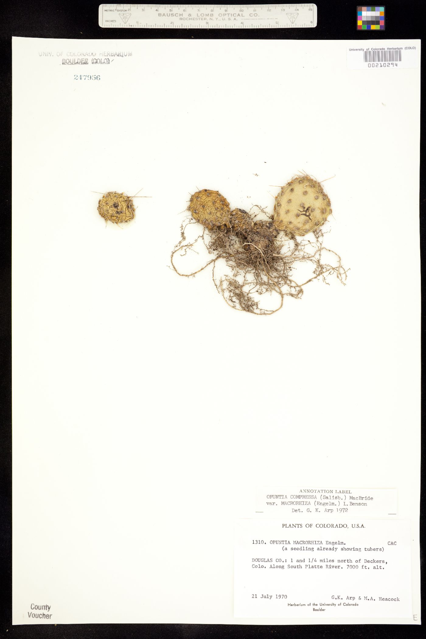 Opuntia image