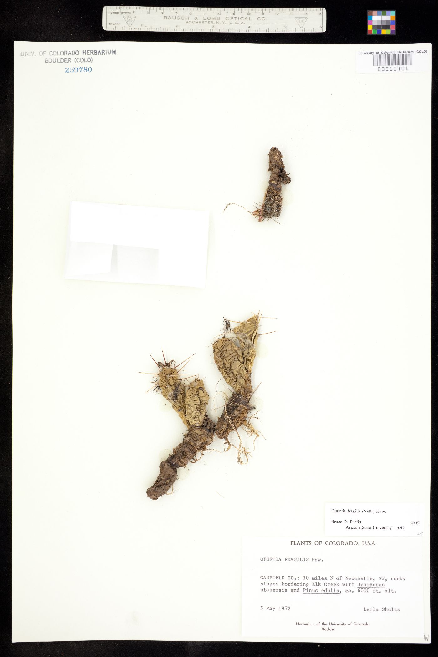 Opuntia image