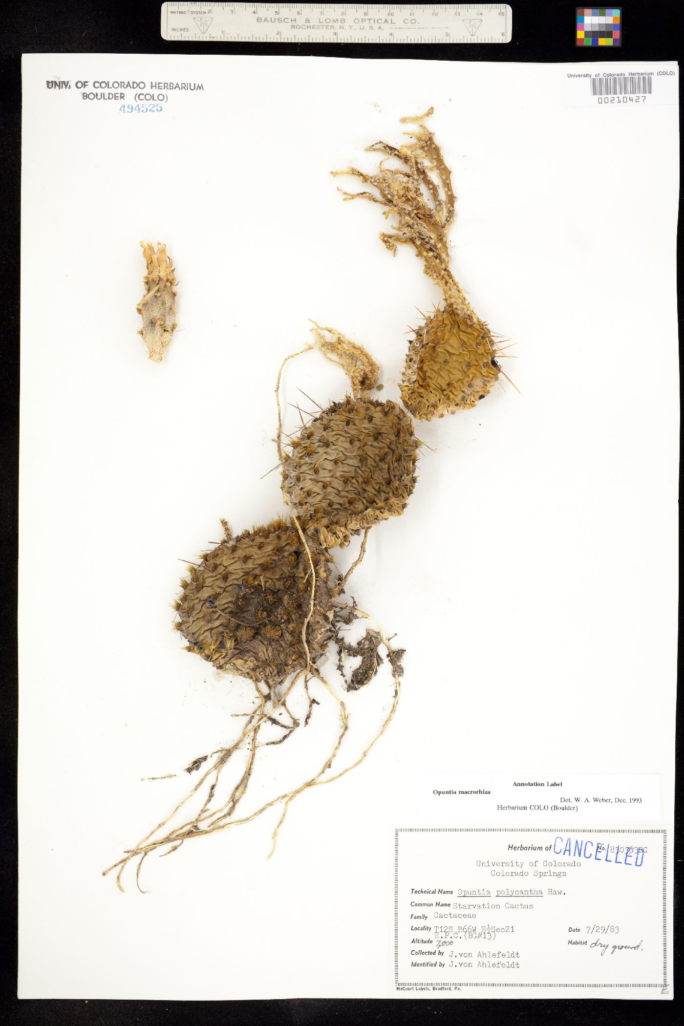 Cactaceae image