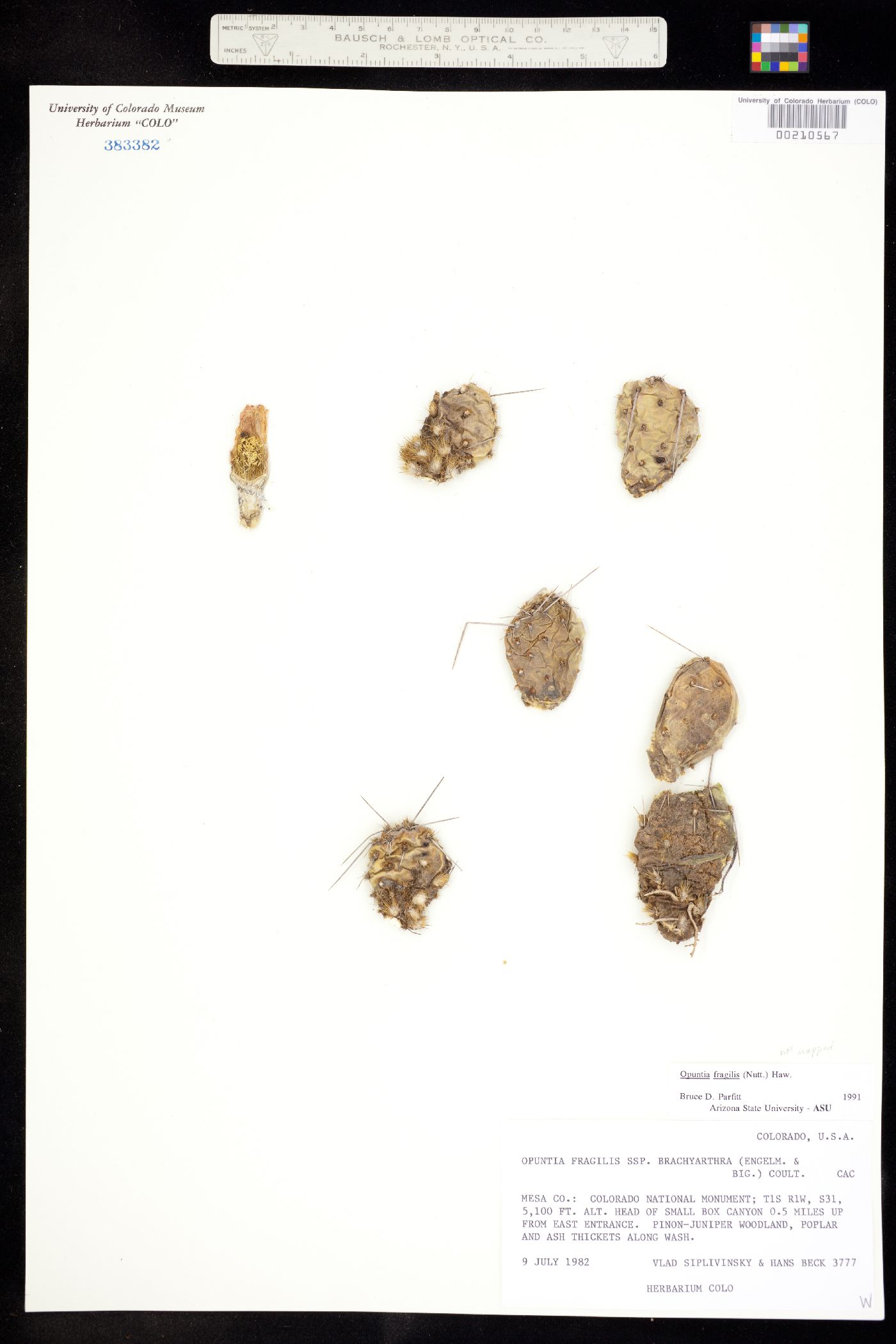 Opuntia fragilis image