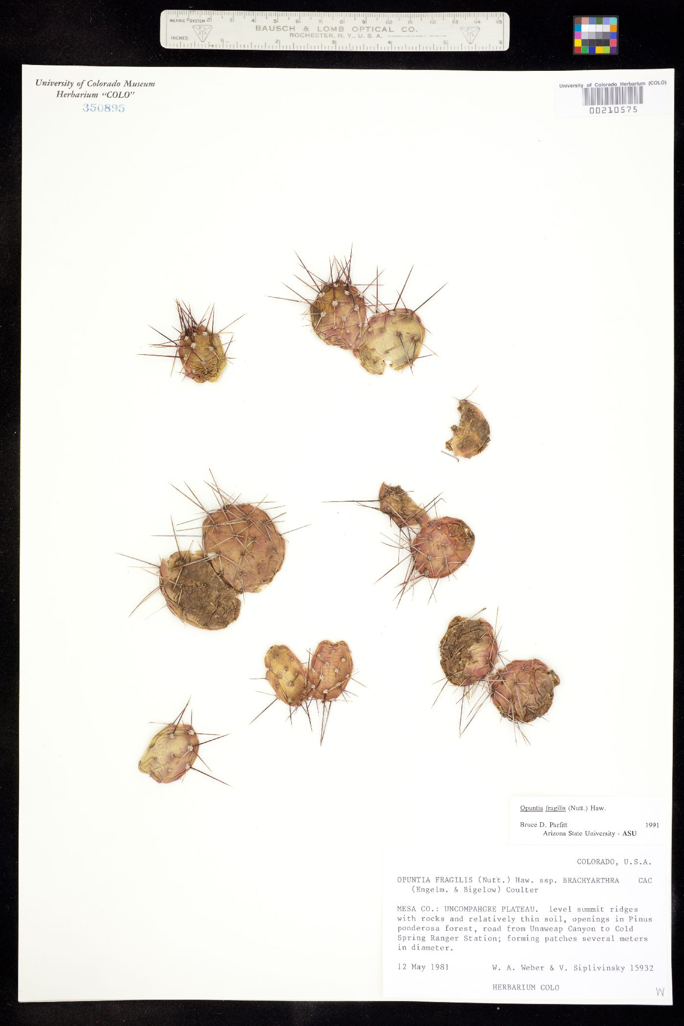 Opuntia image