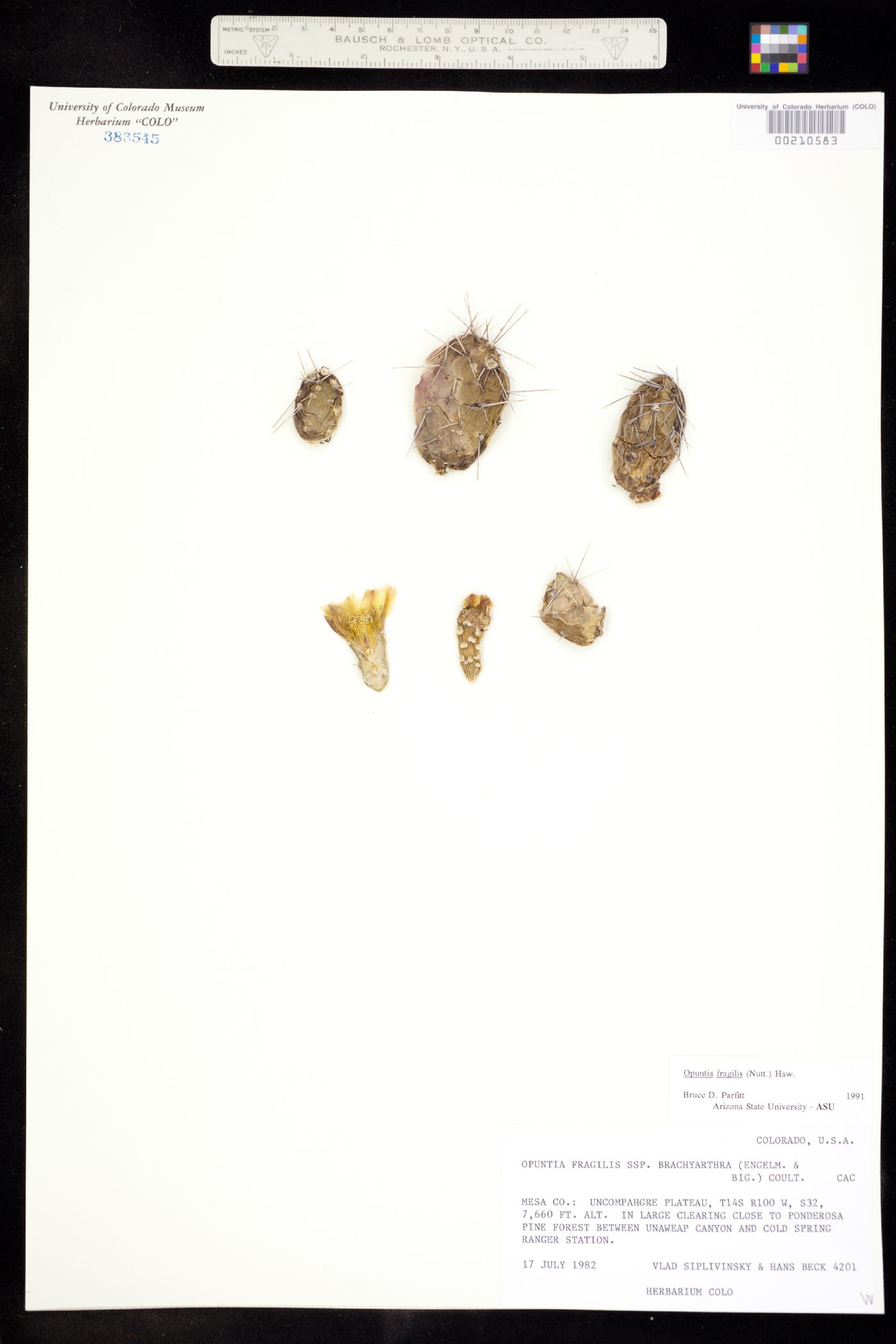 Opuntia image