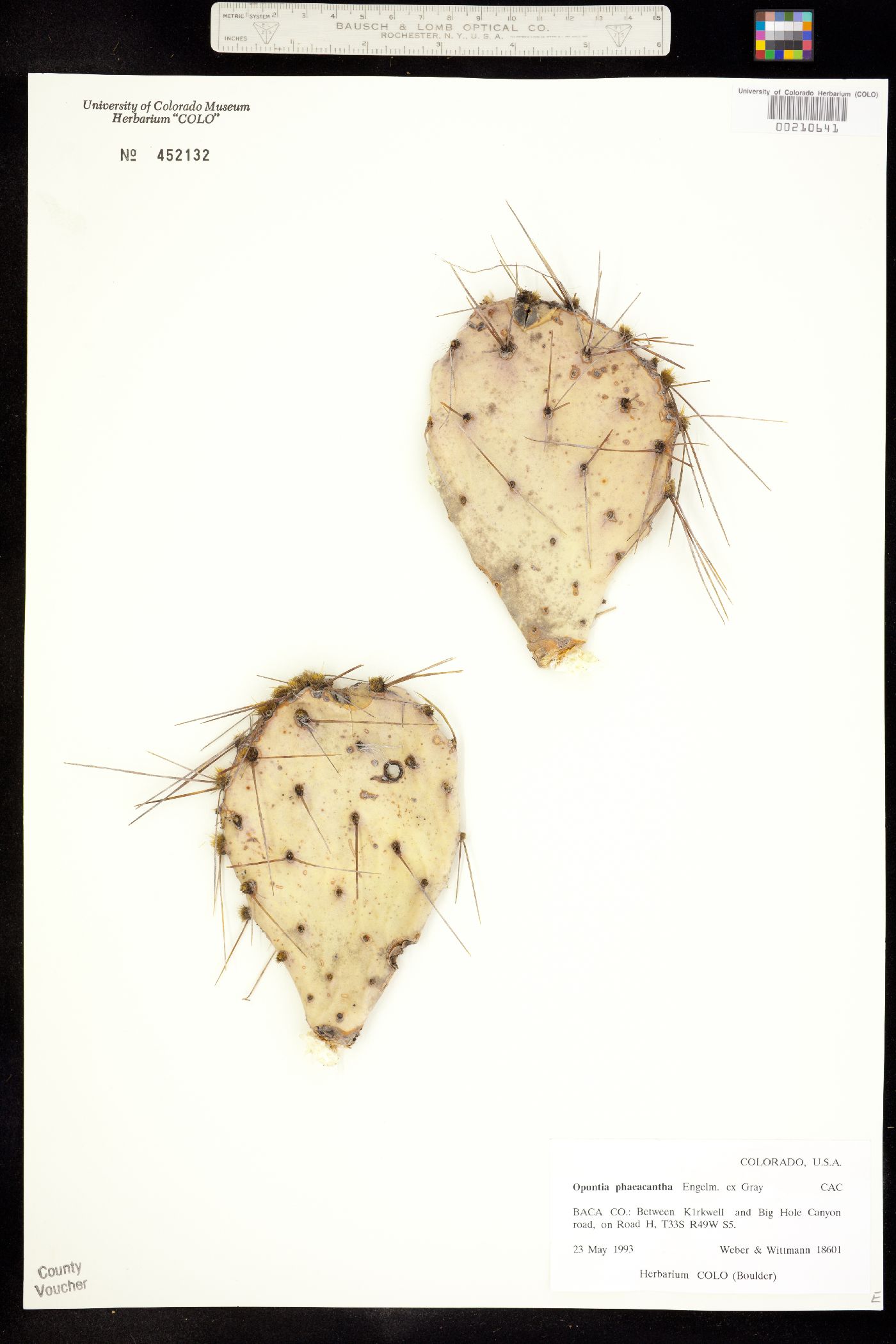 Opuntia phaeacantha image