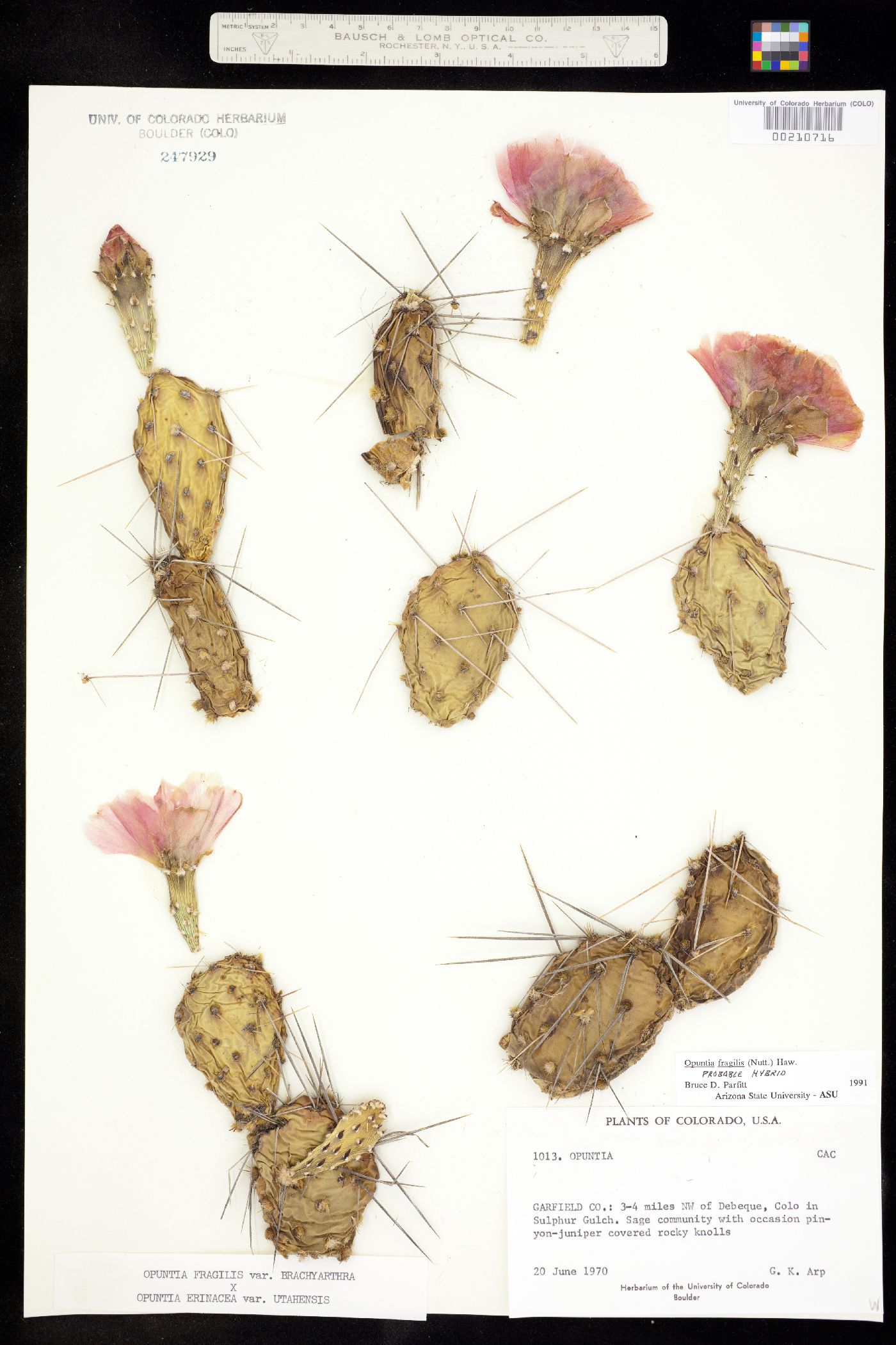 Opuntia fragilis image