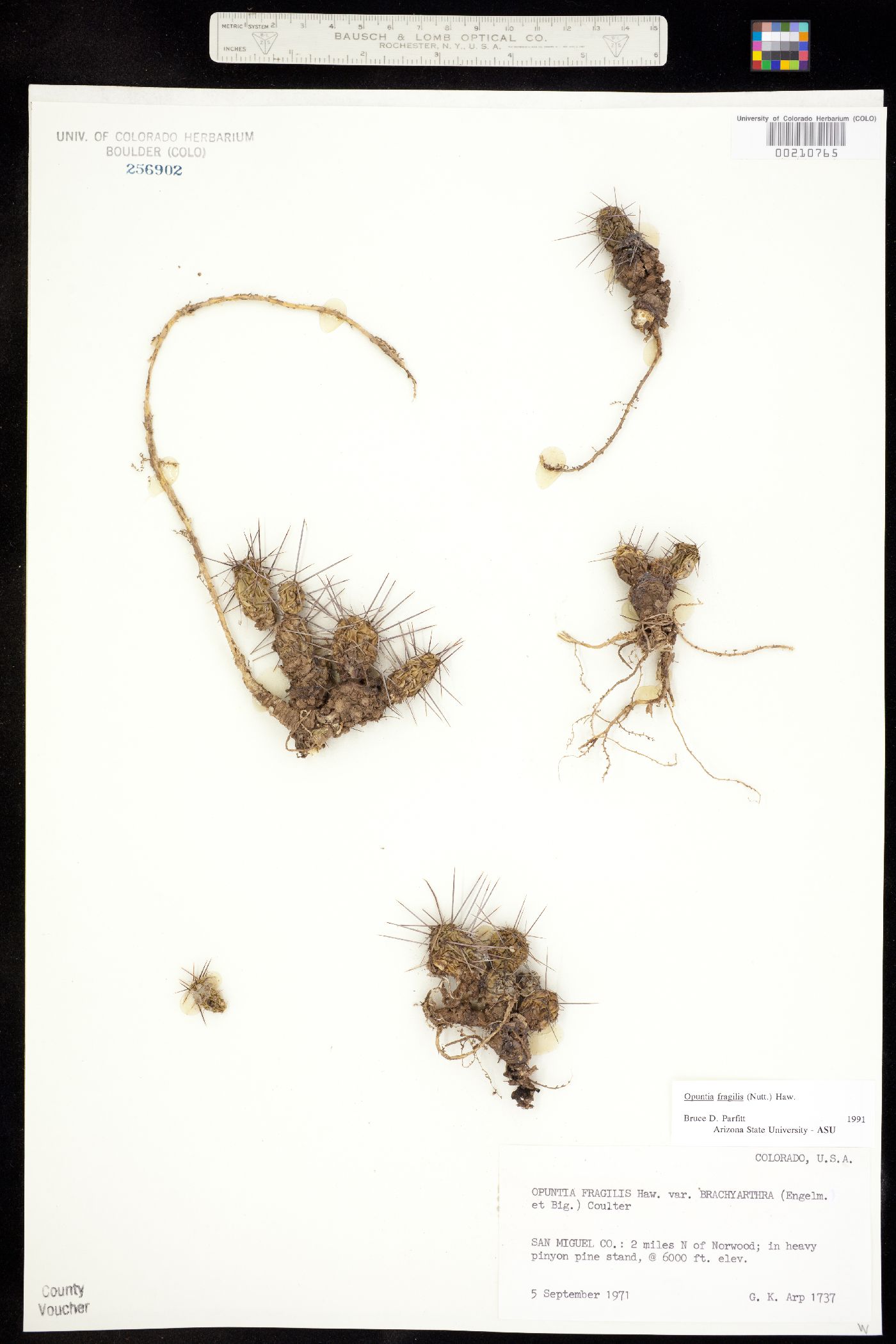 Opuntia fragilis image