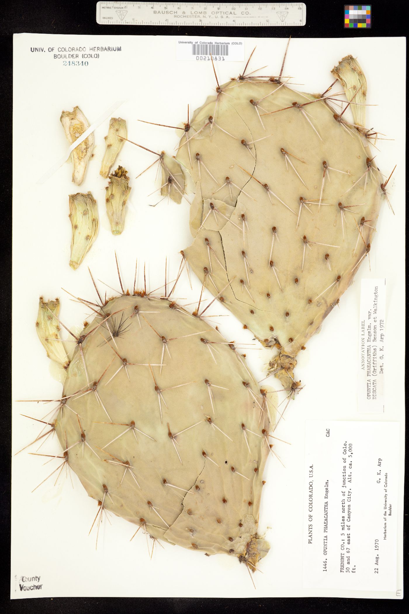 Opuntia phaeacantha image