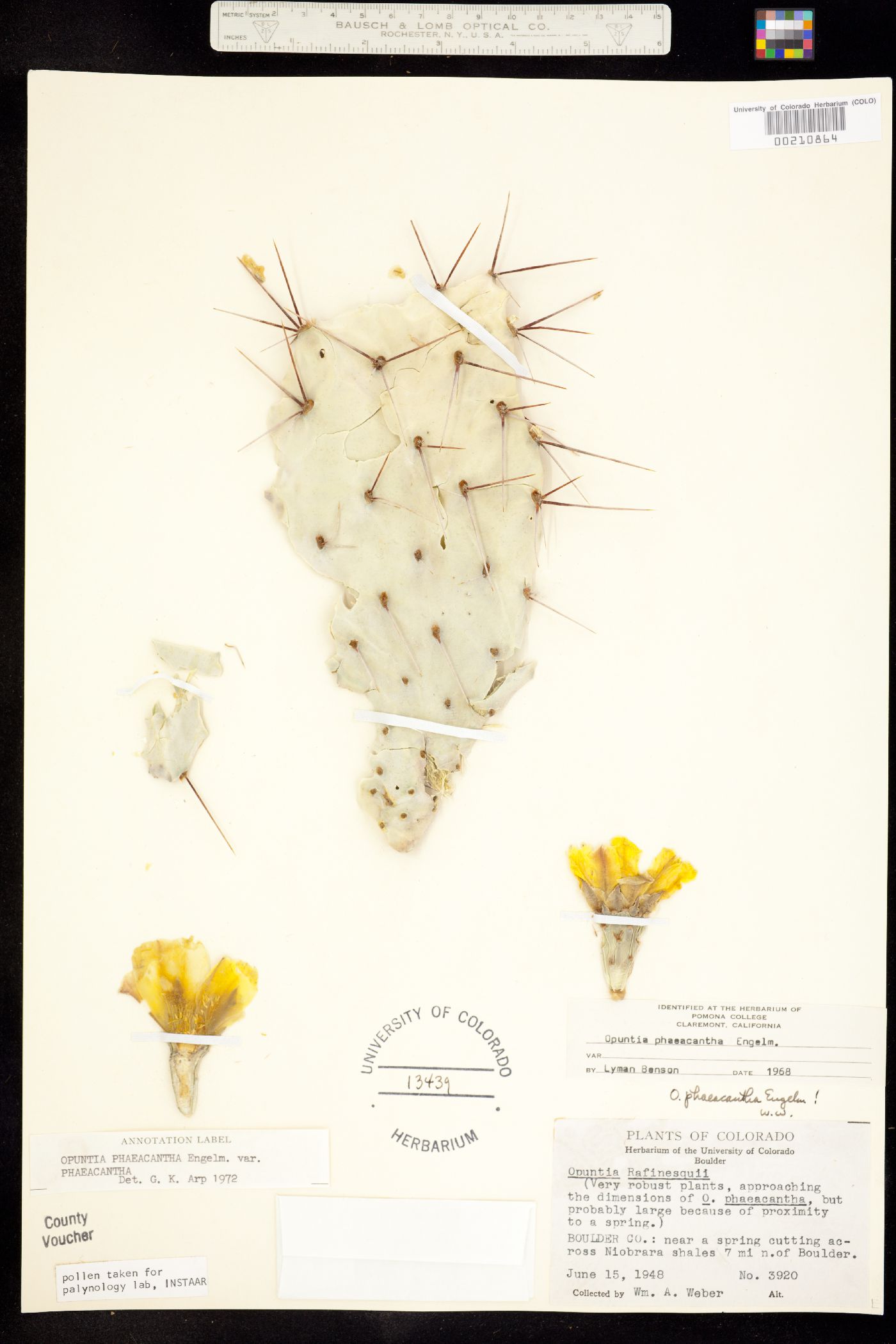 Opuntia phaeacantha image