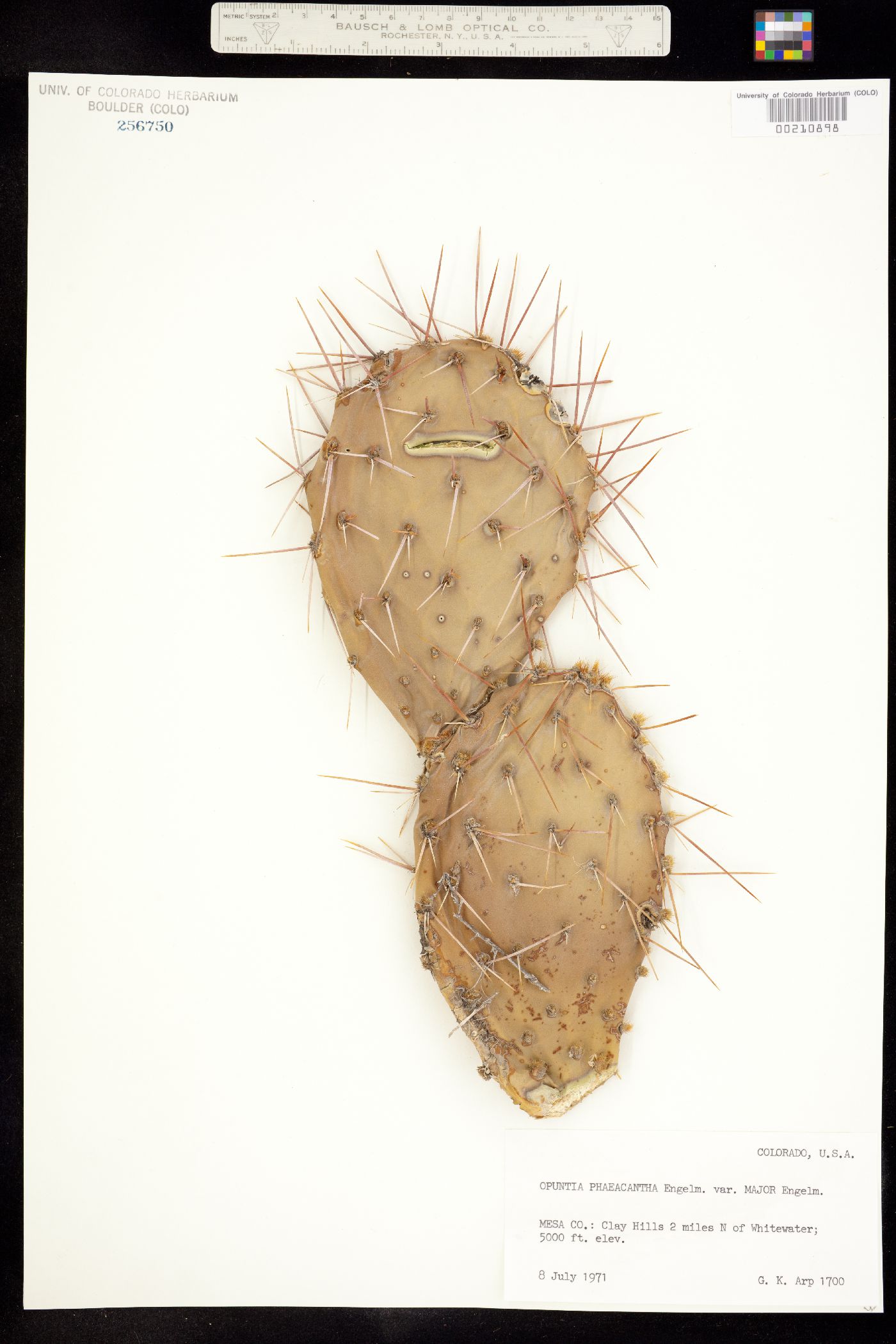 Opuntia phaeacantha var. major image