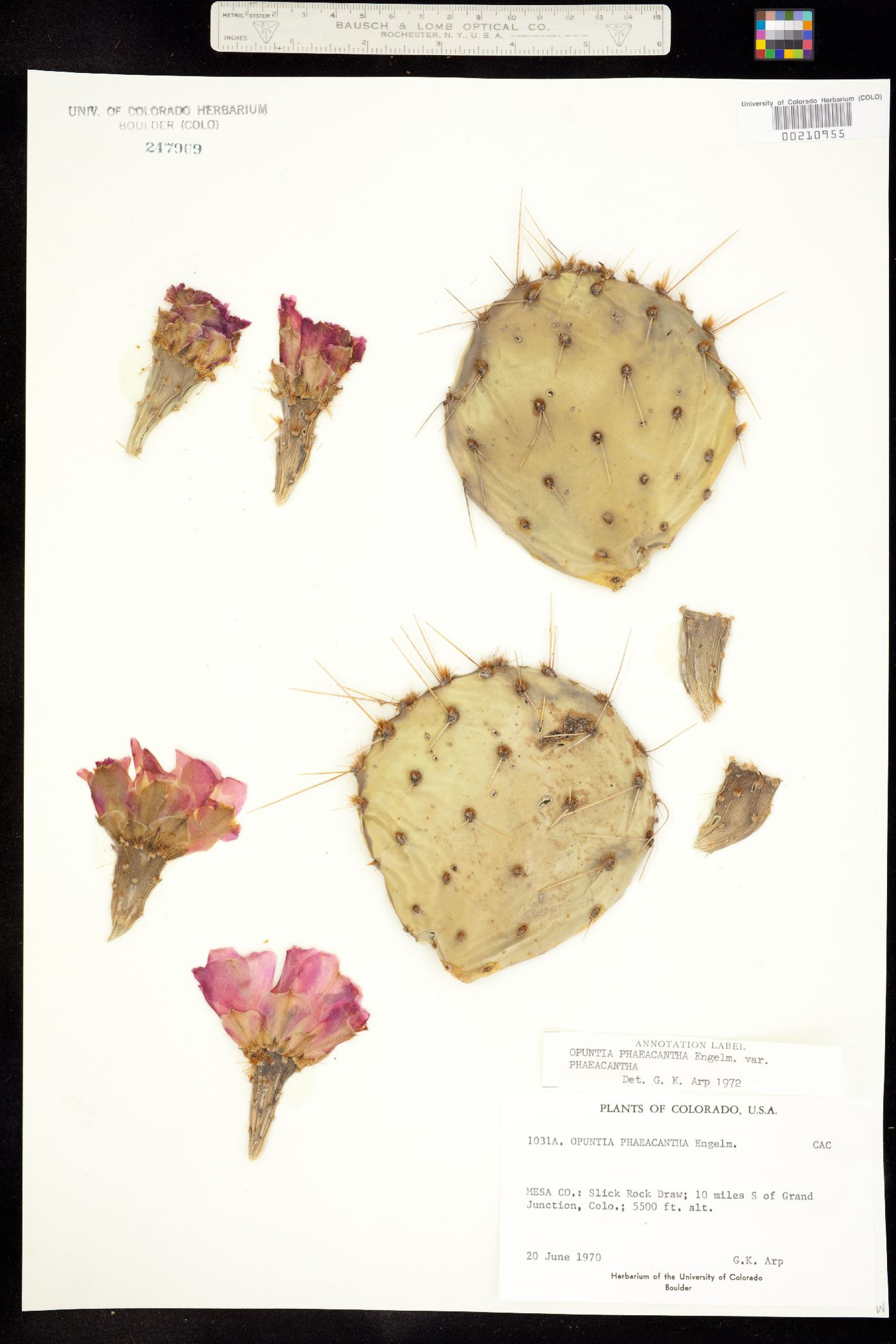 Opuntia phaeacantha image