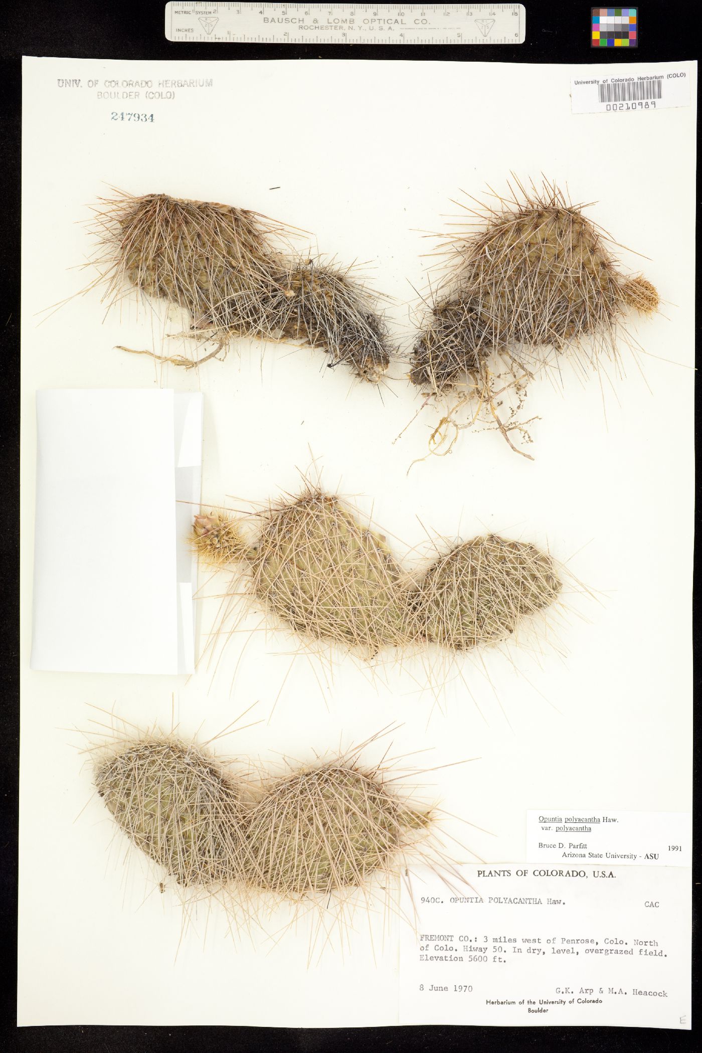 Opuntia polyacantha image