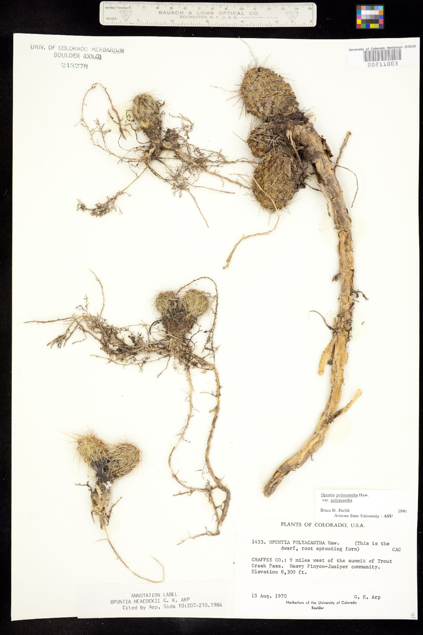 Opuntia polyacantha var. polyacantha image