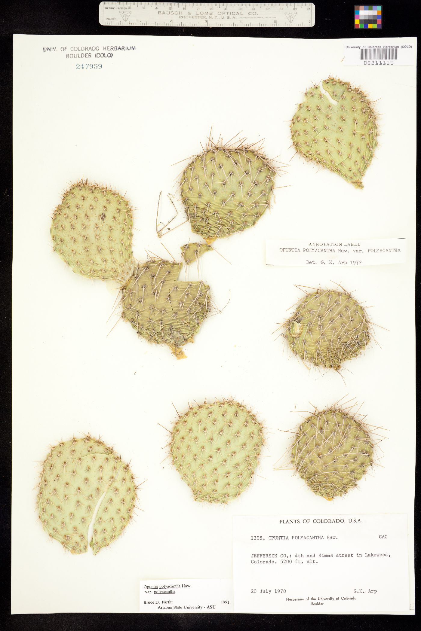 Opuntia polyacantha var. polyacantha image