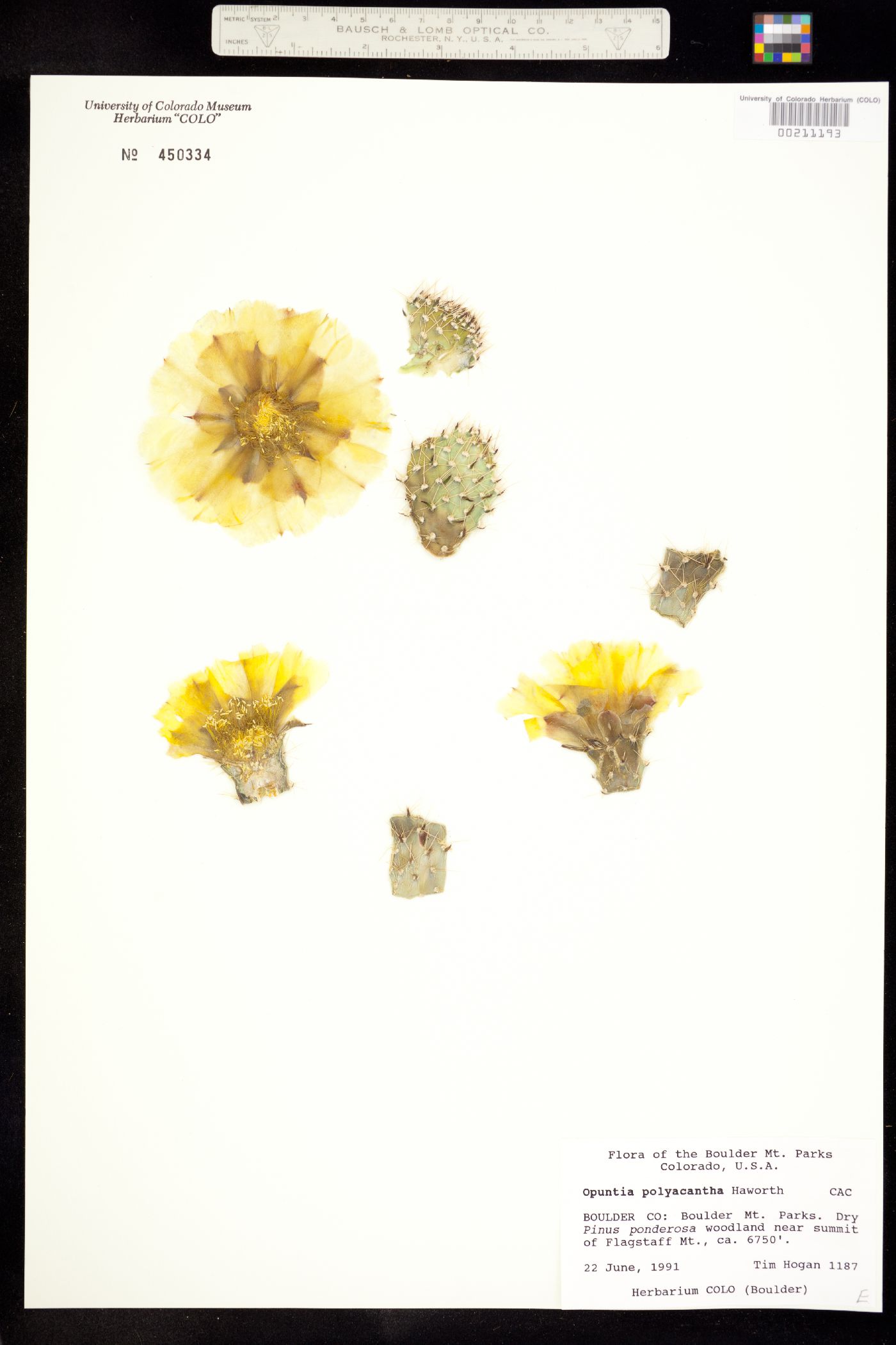 Opuntia polyacantha var. polyacantha image