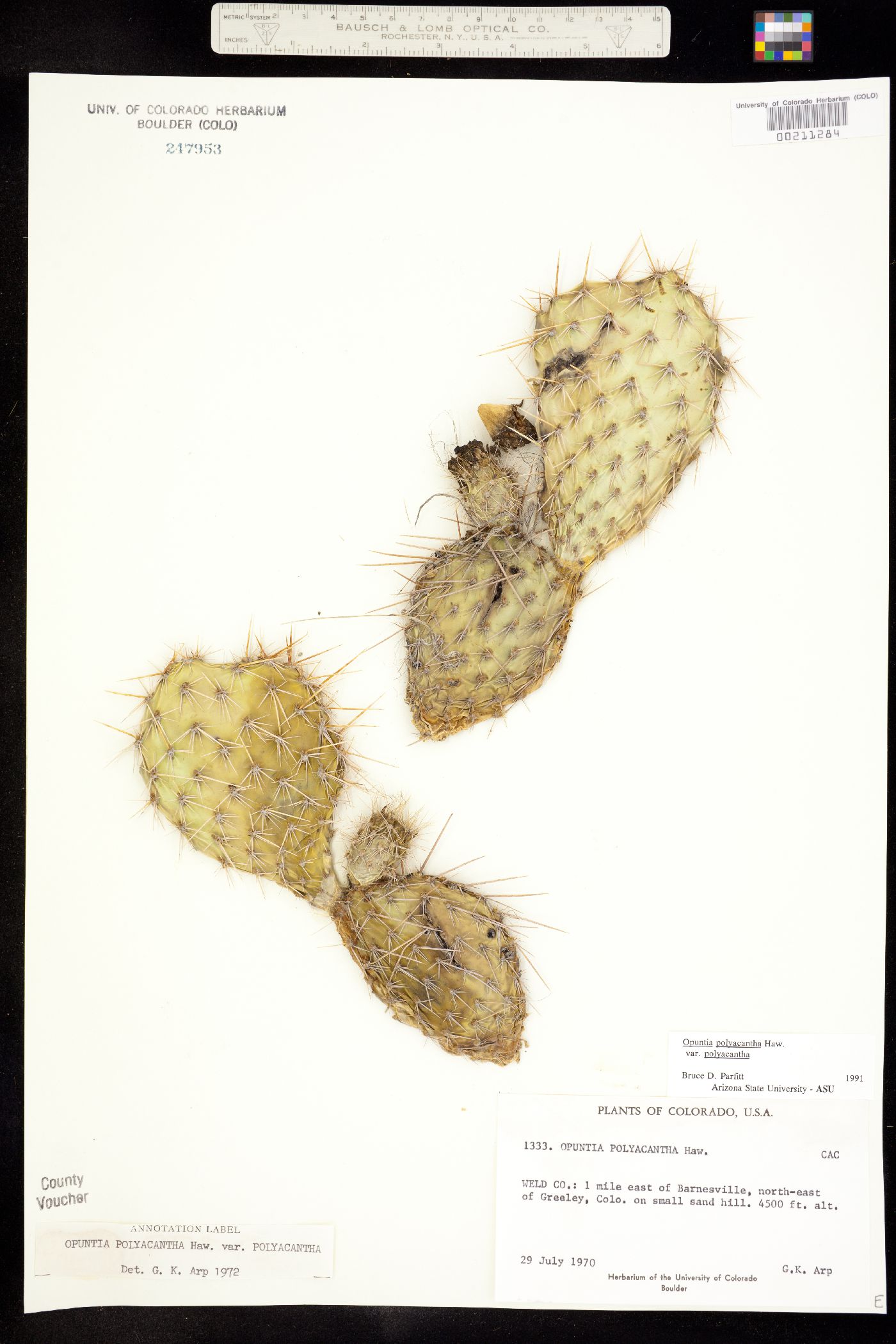 Opuntia image