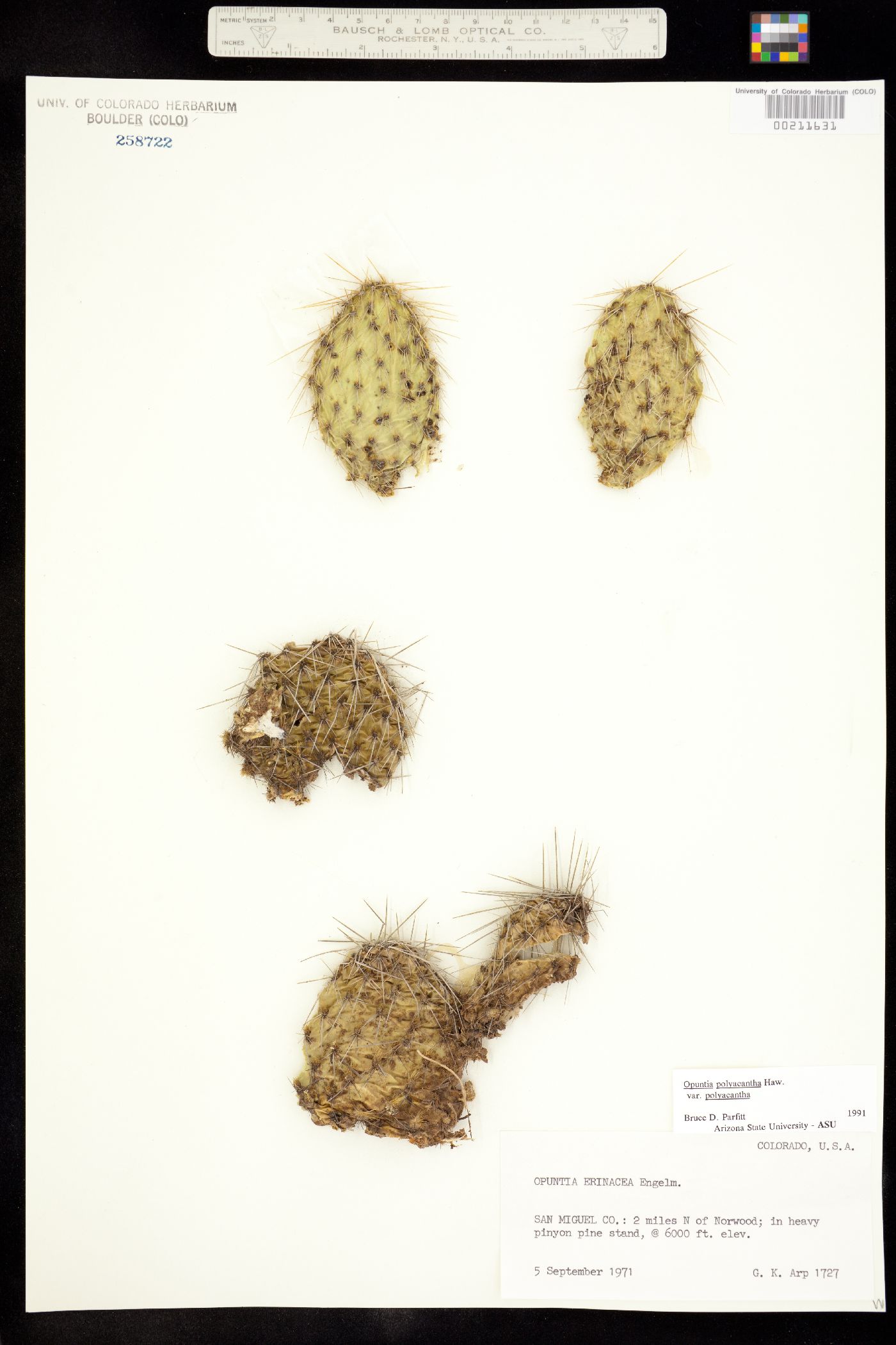 Opuntia polyacantha image