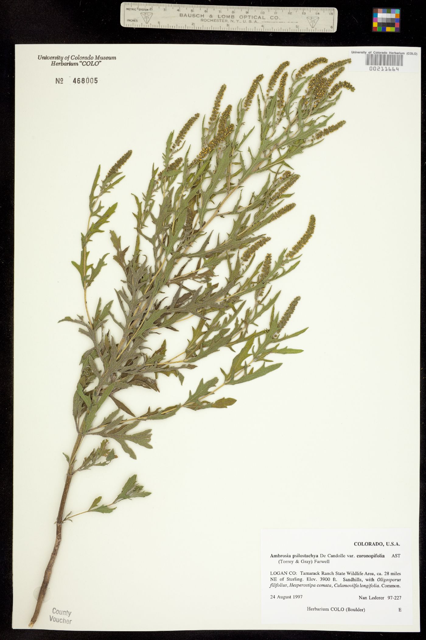 Ambrosia psilostachya image