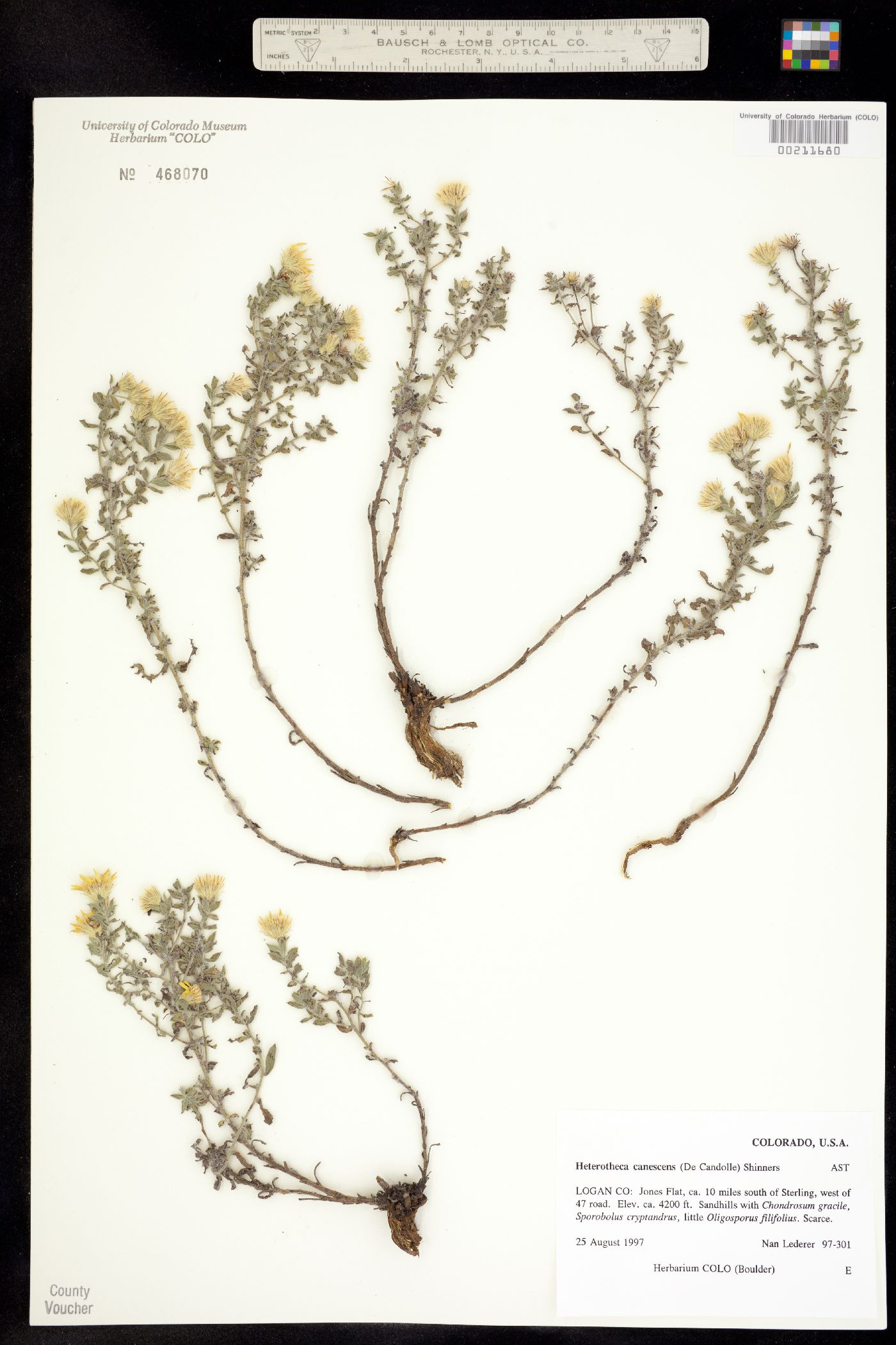 Heterotheca canescens image