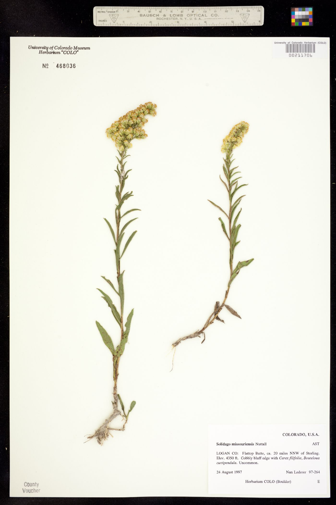 Solidago missouriensis image