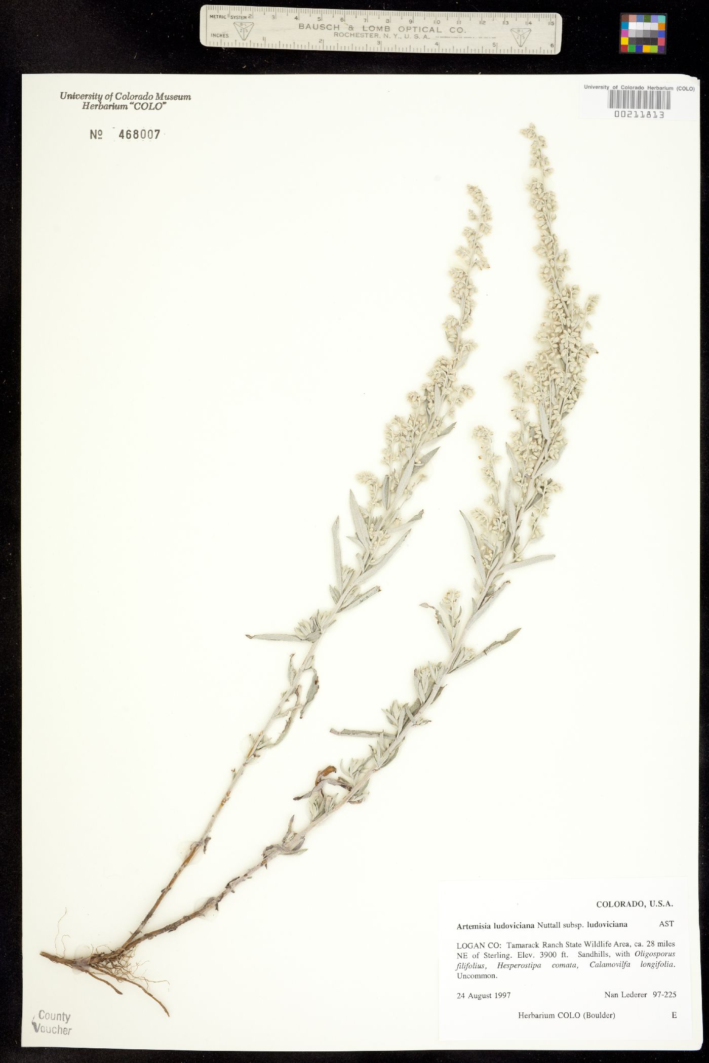 Artemisia ludoviciana ssp. ludoviciana image