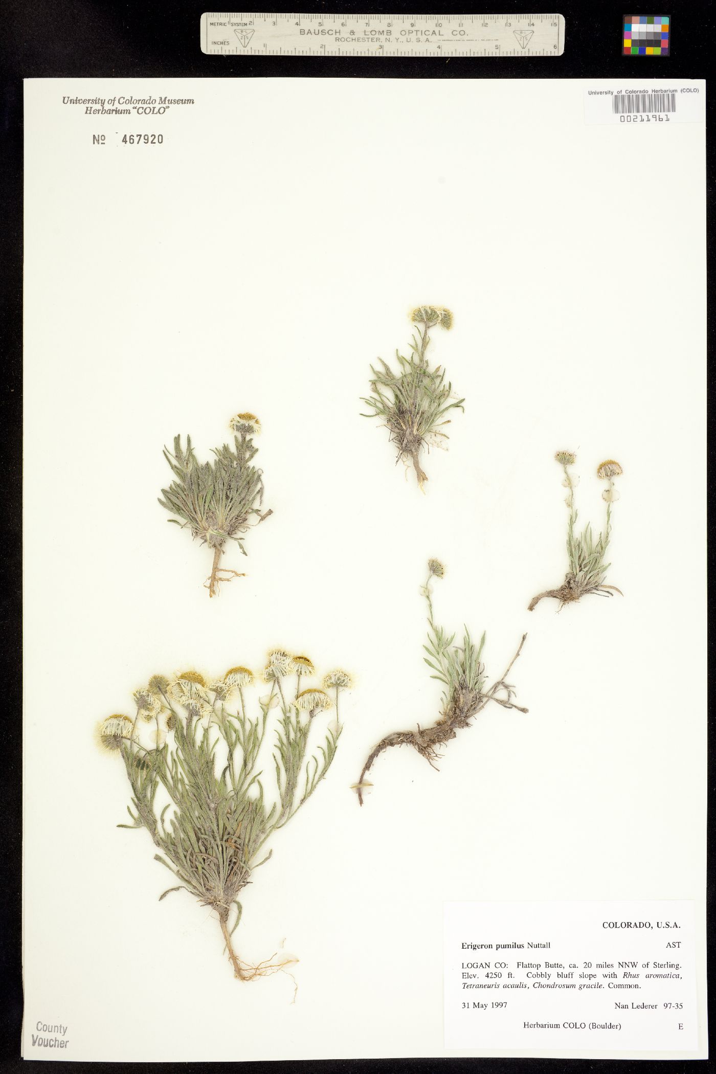 Erigeron pumilus image