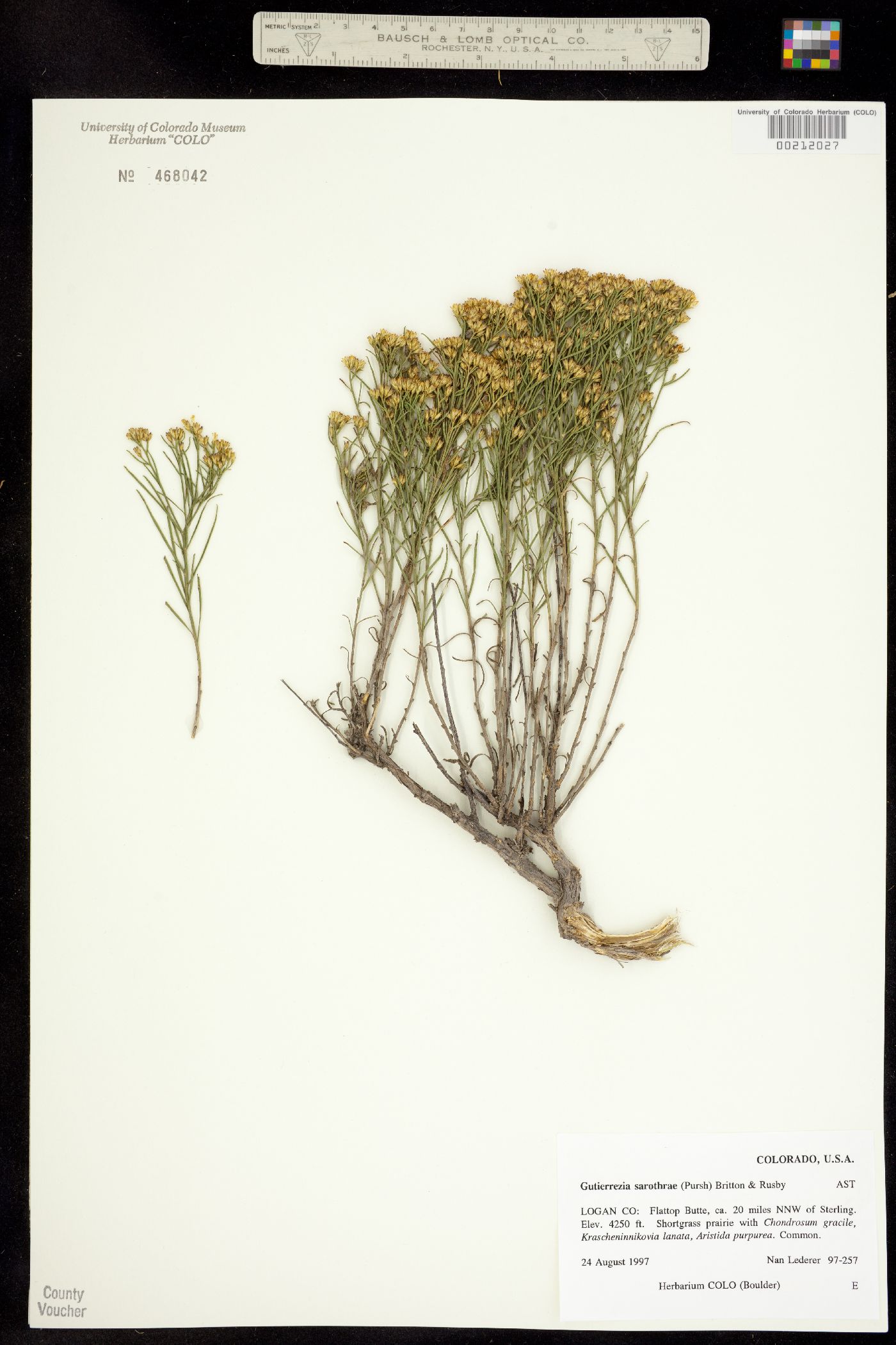 Gutierrezia sarothrae image