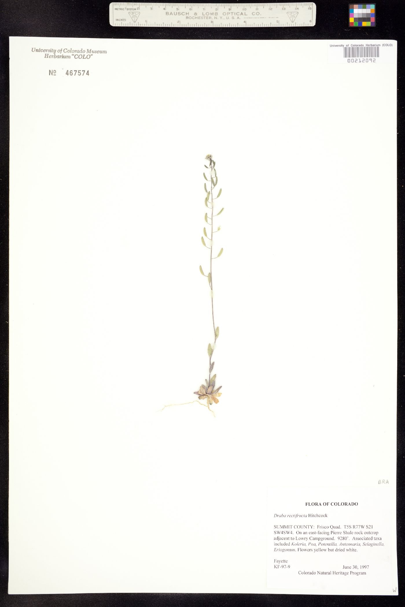 Draba rectifructa image