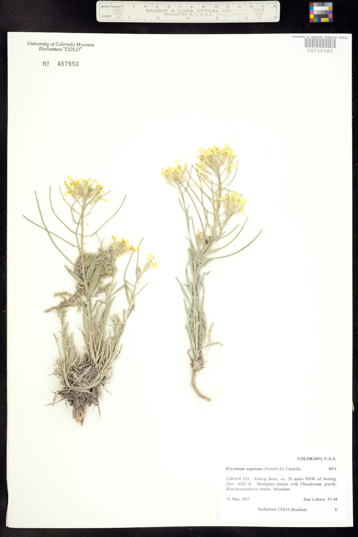 Erysimum asperum image