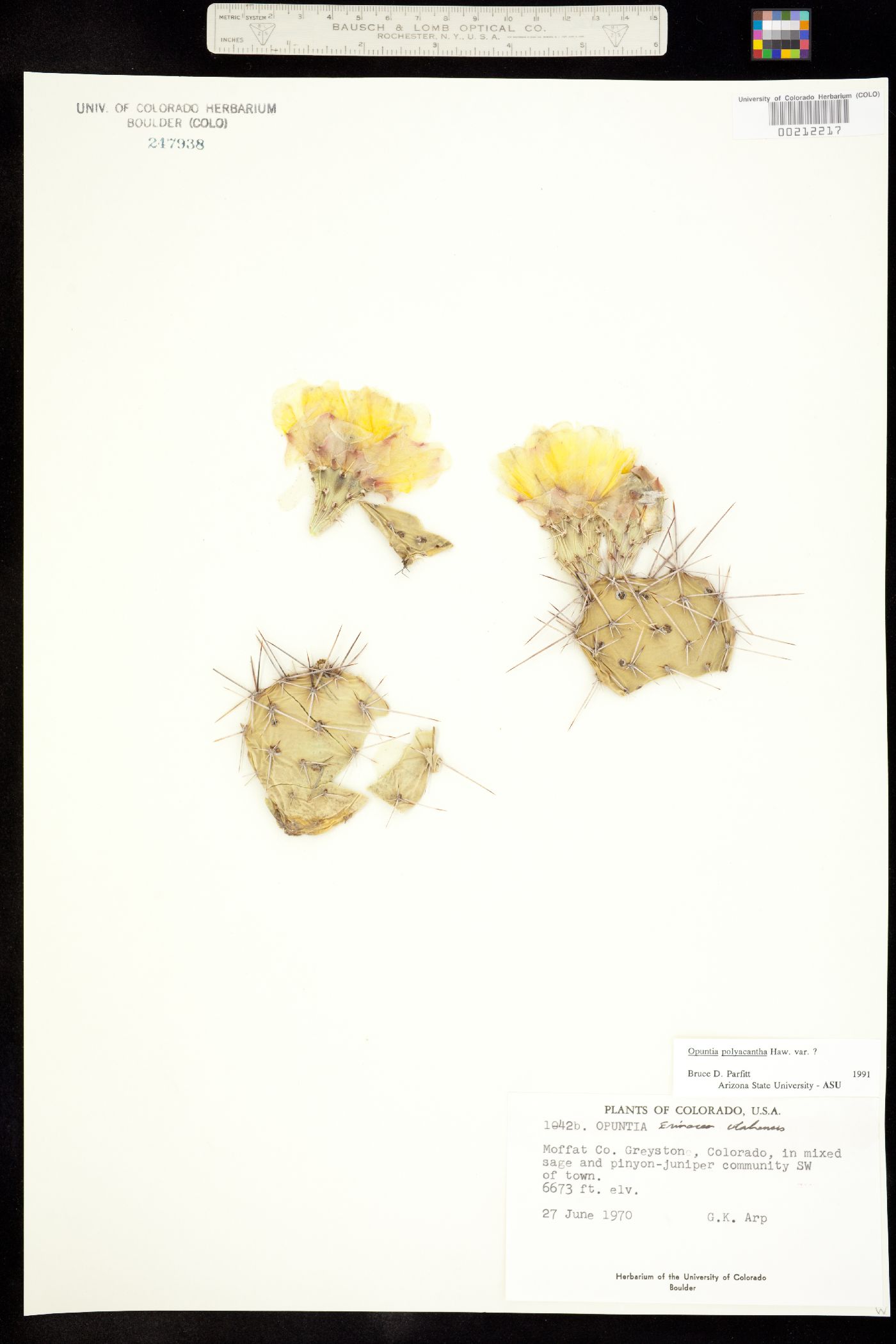 Opuntia polyacantha image