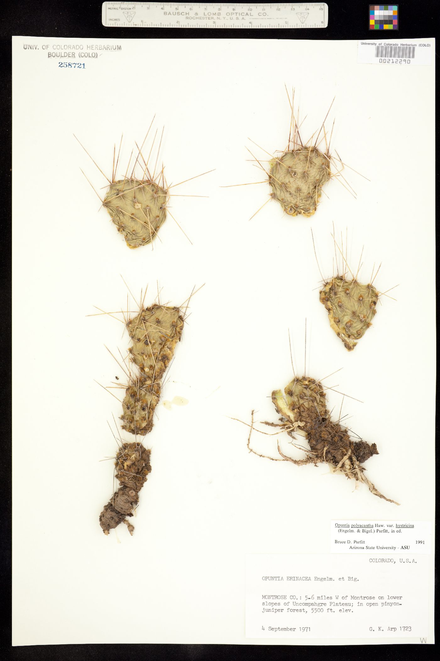 Opuntia image