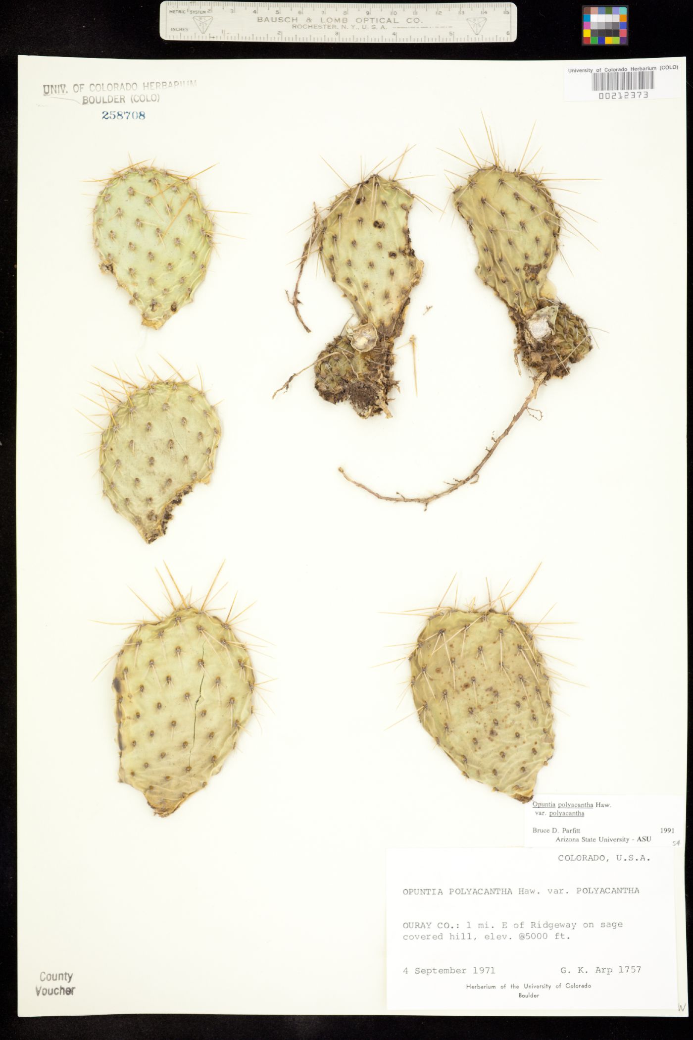 Opuntia polyacantha var. polyacantha image