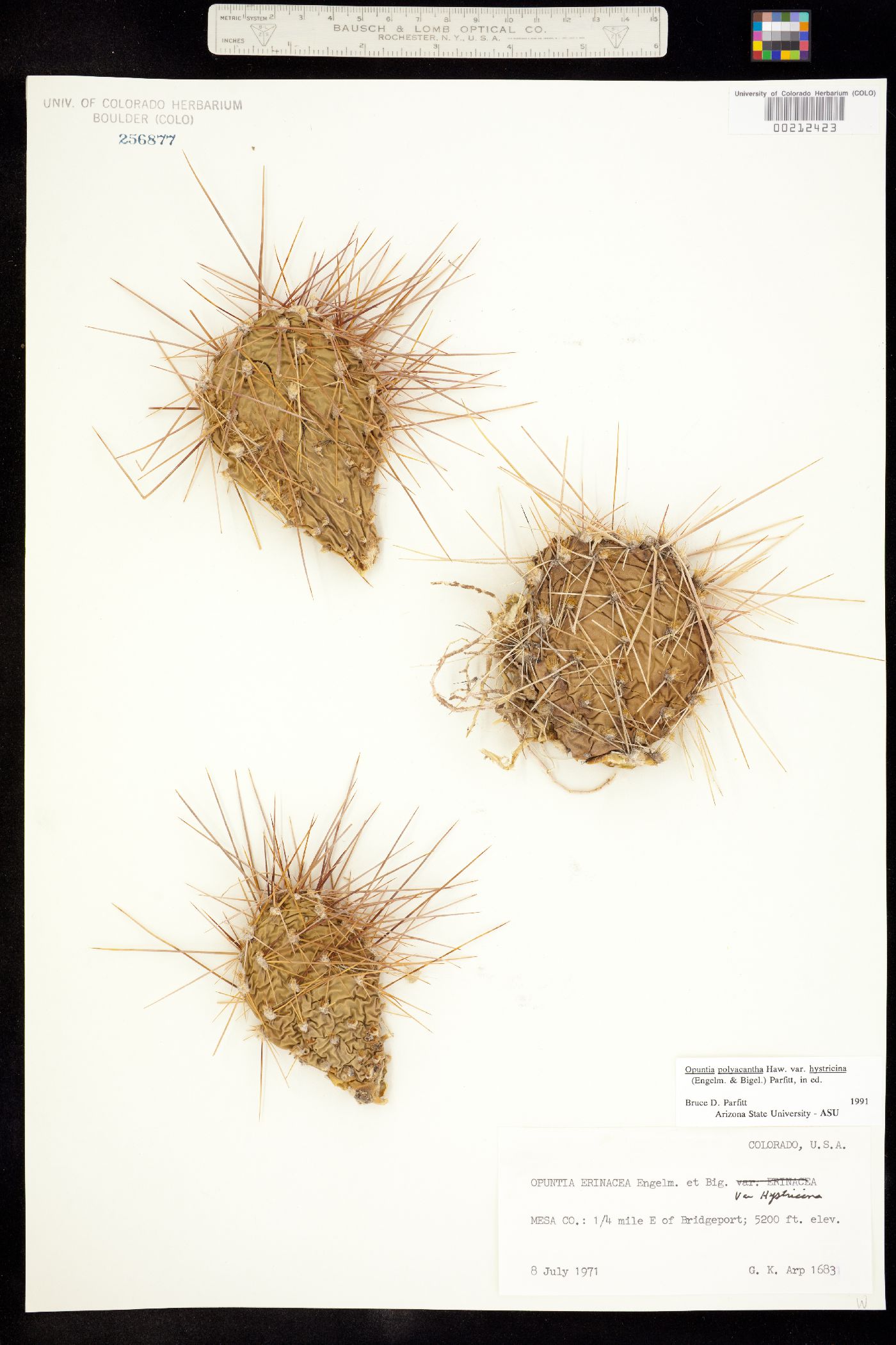 Opuntia polyacantha image
